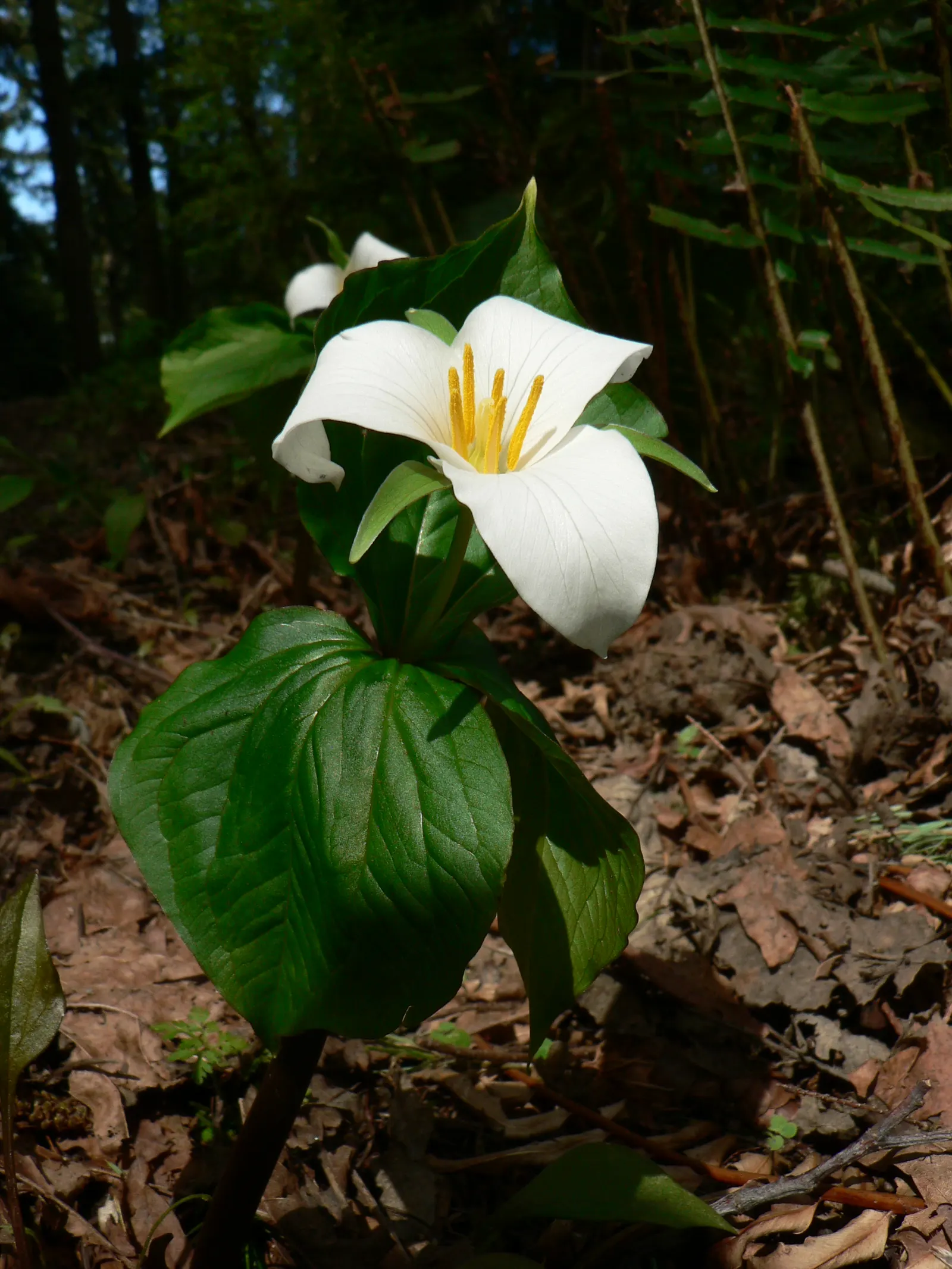 Western Trillium (Trillium Ovatum) — bulb / perennial for half or shade