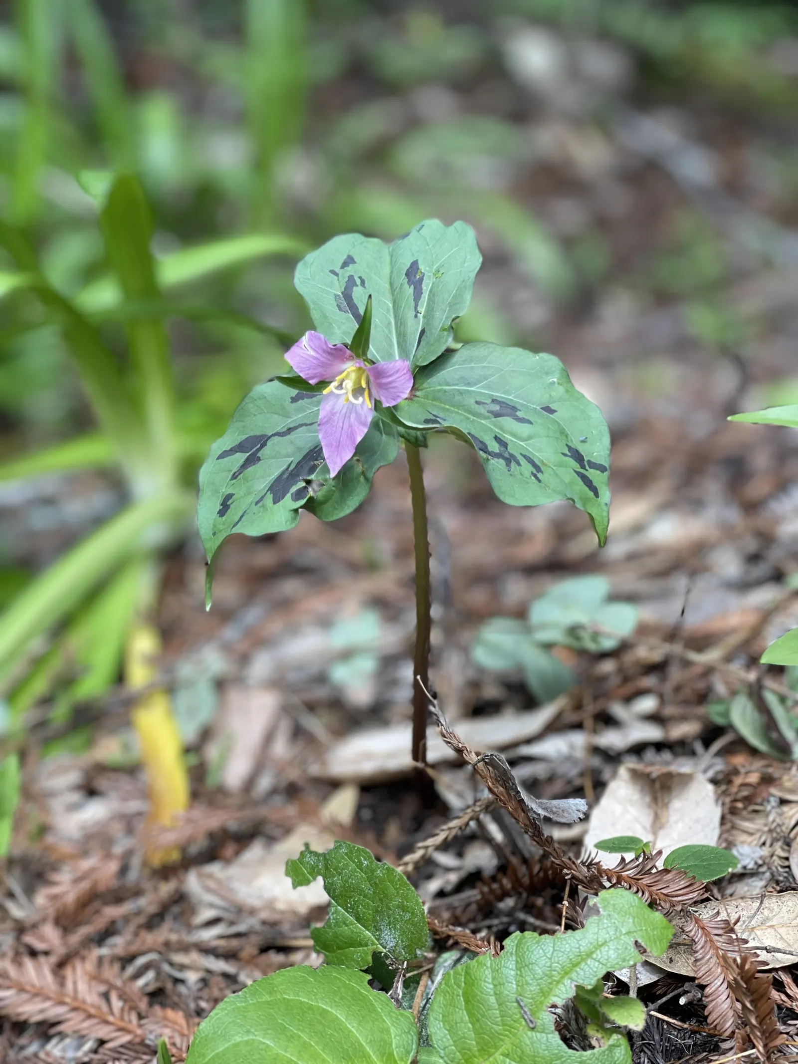 Western Trillium (Trillium Ovatum) — undergo a fascinating transformation as they age; contributing to an evolving garden landscape, image 75