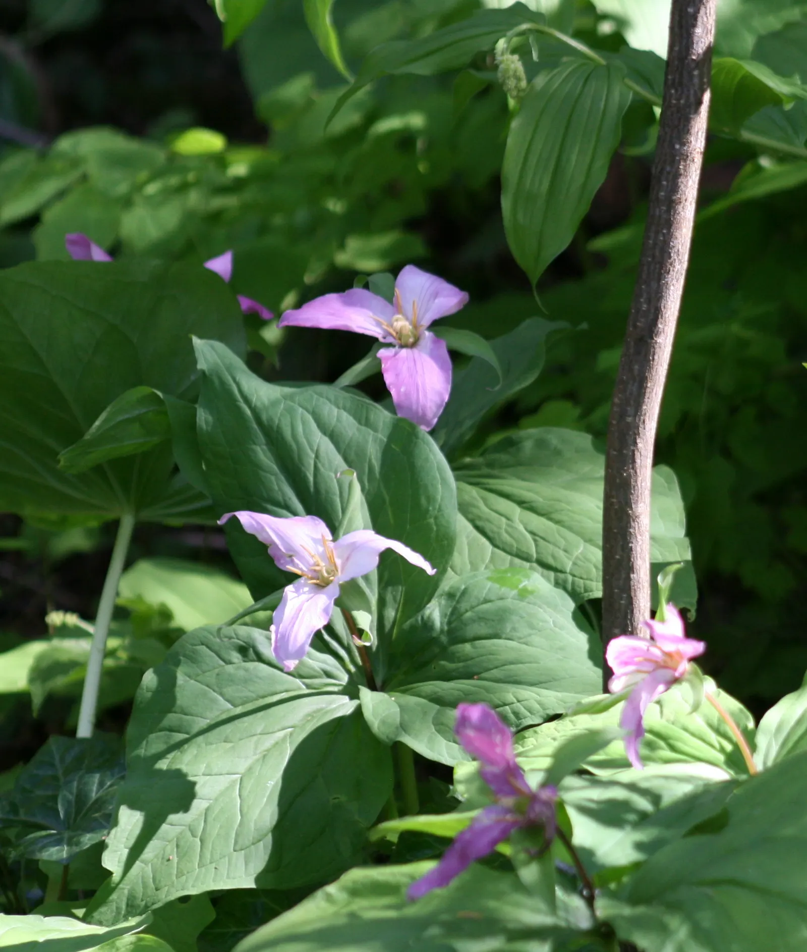 Western Trillium (Trillium Ovatum) — which bloom over a framework of three broad leaves; ideal for woodland gardens, it adds a touch of spring, image 72