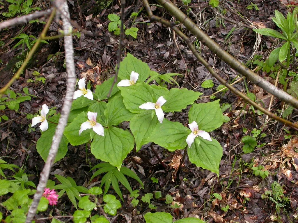 Western Trillium (Trillium Ovatum) — This plant typically attains a stature of 12 to 18 inches in height
