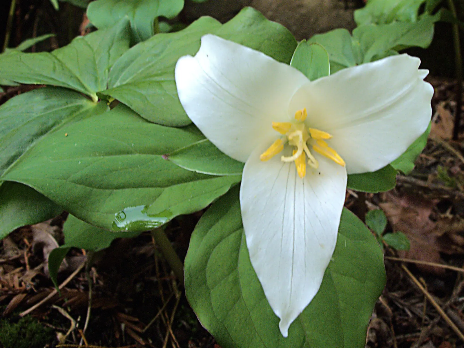 Western Trillium (Trillium Ovatum) — an added benefit in areas where deer browse is a concern; is a captivating herbaceous perennial that brings an elegant