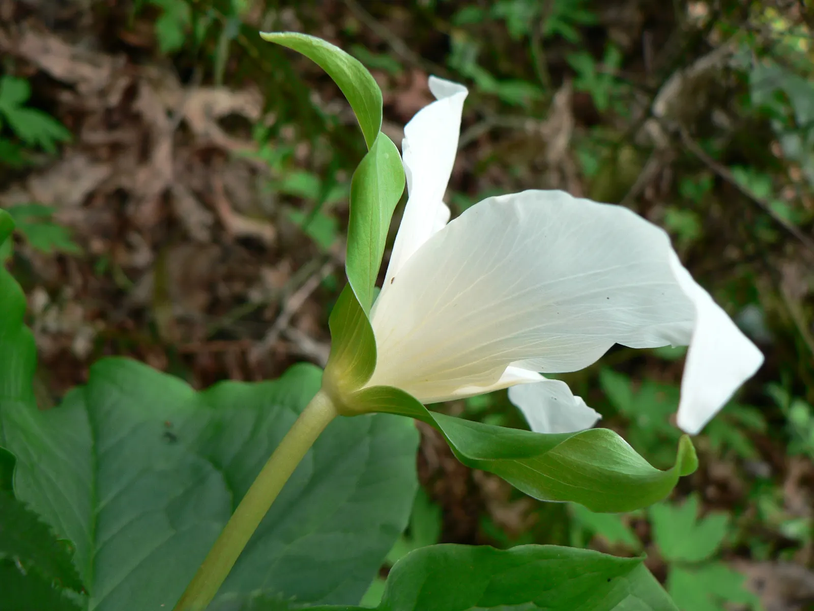 Western Trillium (Trillium Ovatum) — A member of the Trillium family; however, it is pivotal to ensure consistent soil moisture, especially in drier seasons