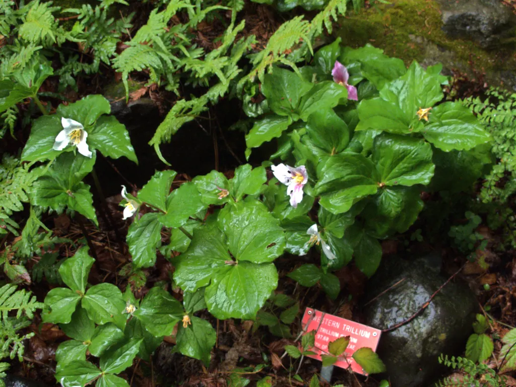 Western Trillium (Trillium Ovatum) — This plant typically attains a stature of 12 to 18 inches in height; commonly known as the Wood Lily or California Wake