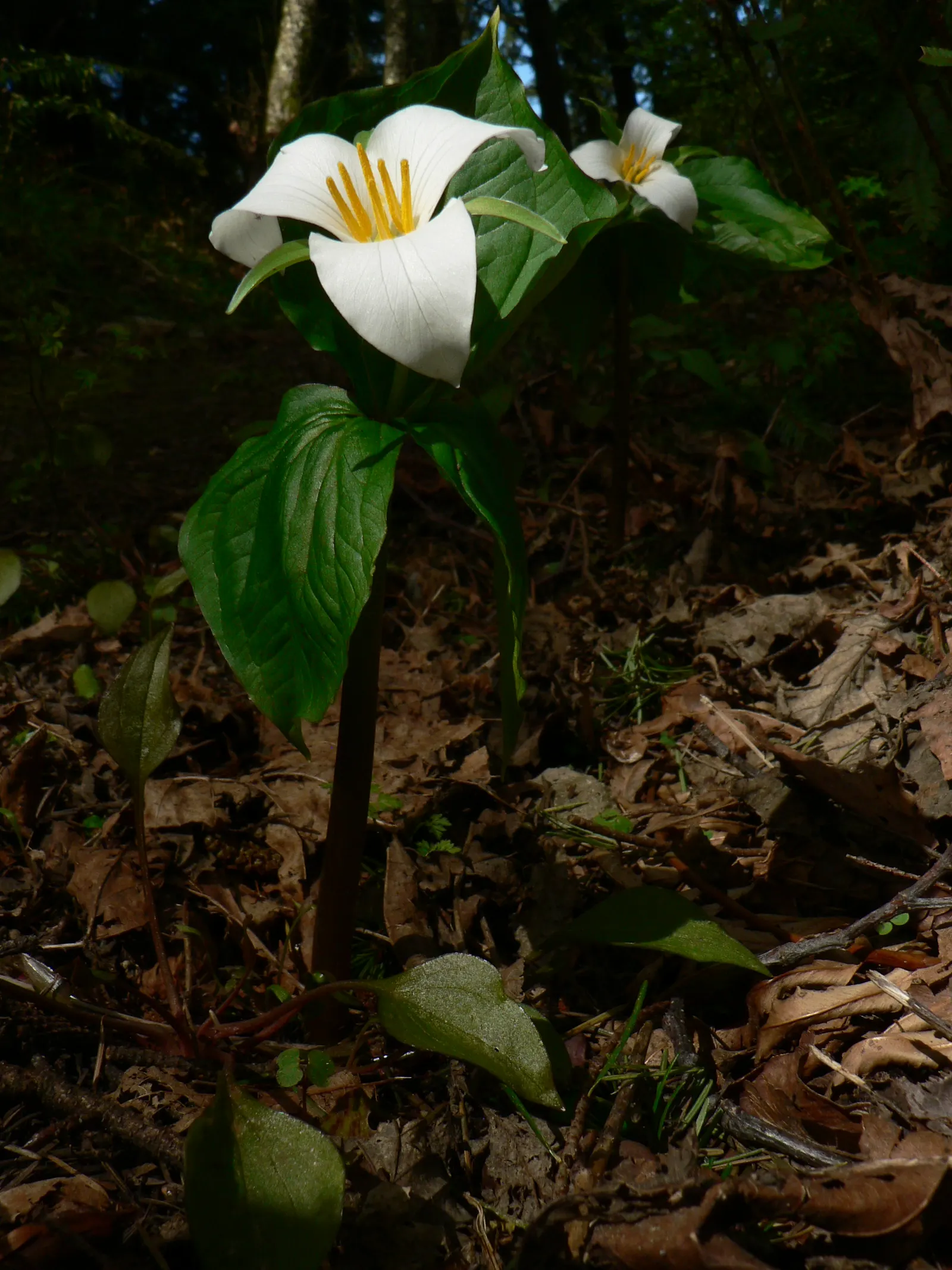Western Trillium (Trillium Ovatum) — The Trillium ovatum, commonly known as the Wood Lily or California Wake Robin, is a perennial wildflower