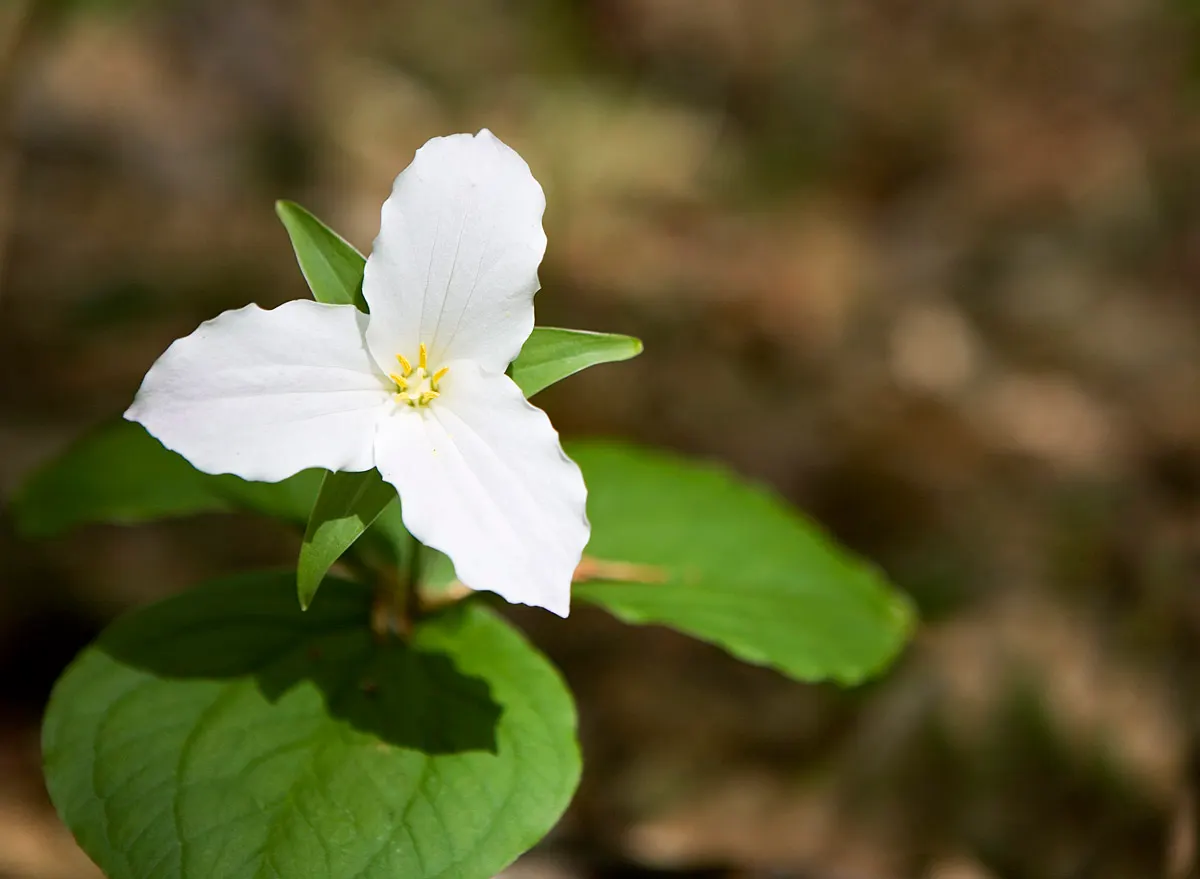 Western Trillium (Trillium Ovatum) — commonly known as the Wood Lily or California Wake Robin