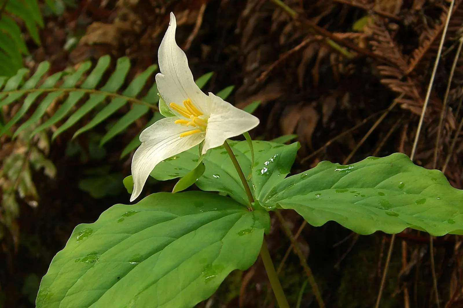 Western Trillium (Trillium Ovatum) — to emerge again in the spring