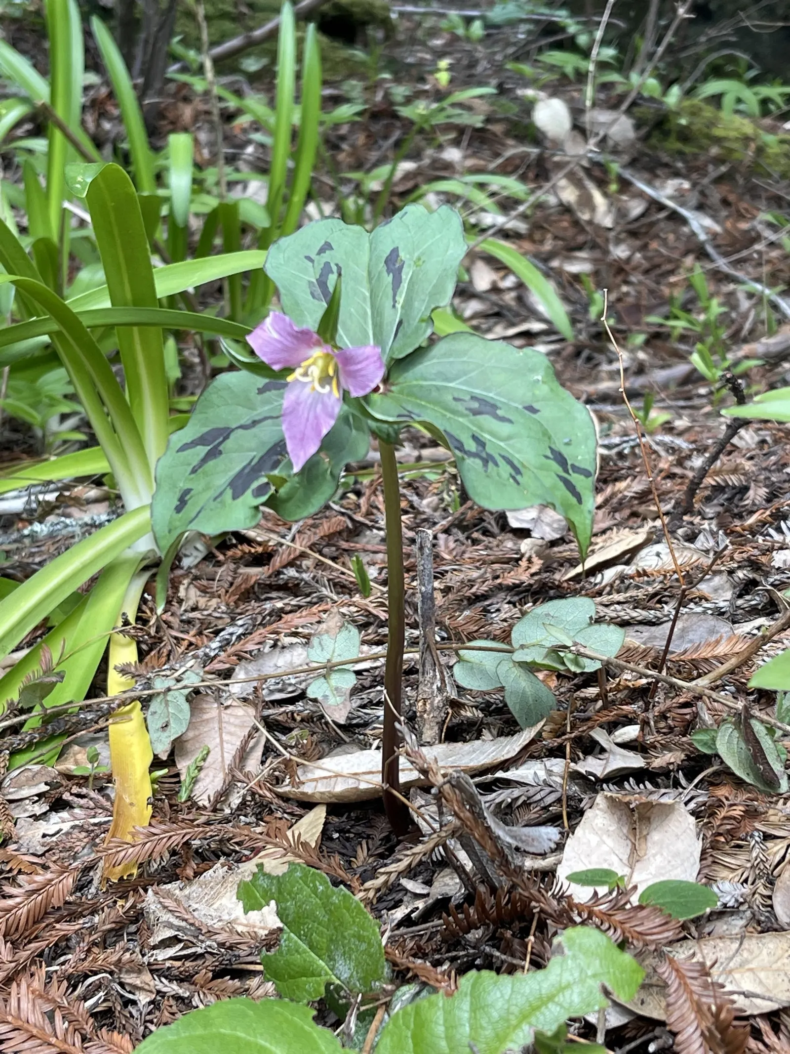 Western Trillium (Trillium Ovatum) — is a captivating herbaceous perennial that brings an elegant touch to woodland garden settings