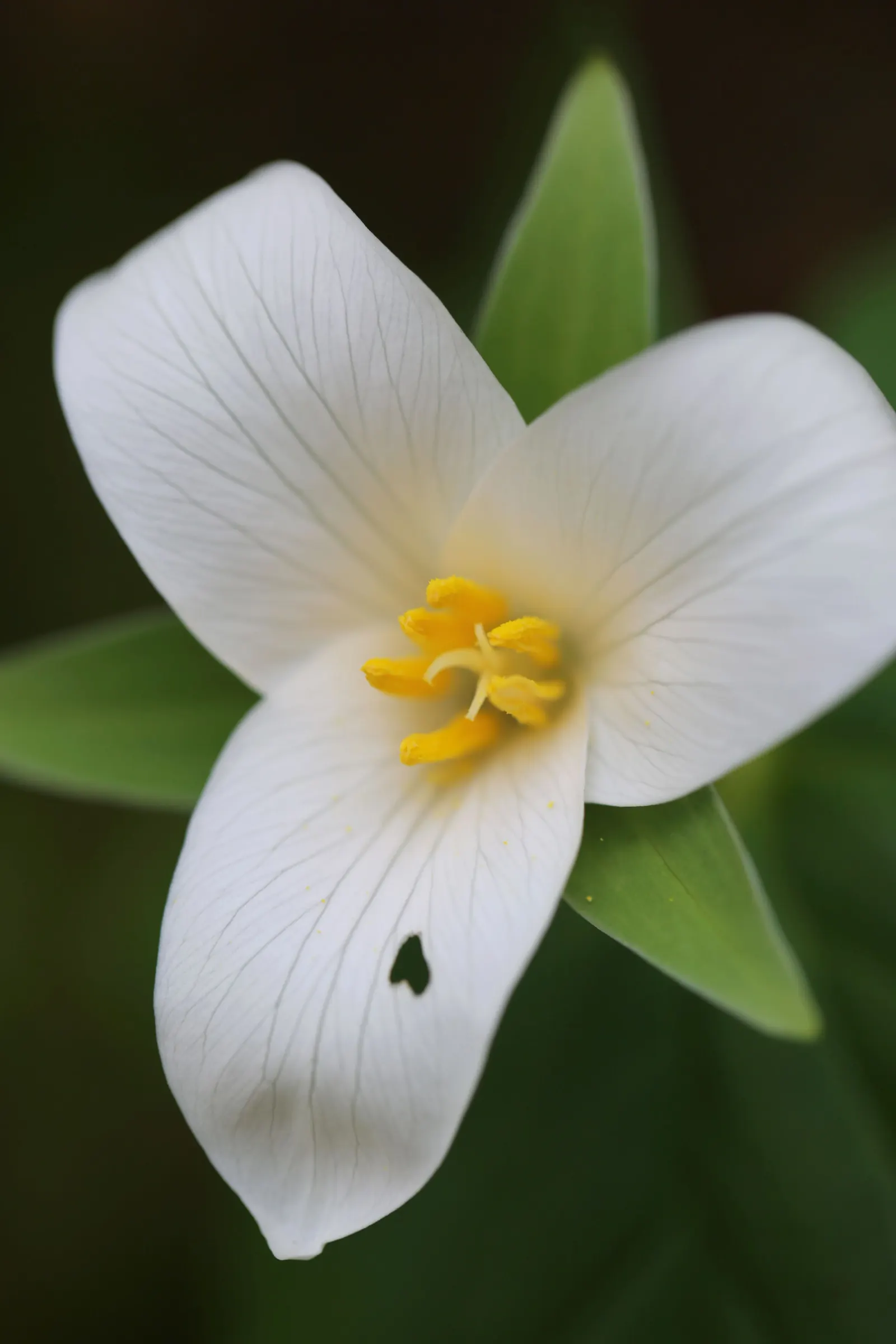 Western Trillium (Trillium Ovatum) — the Wood Lily prefers moist; it is renowned for its three-petaled white flowers