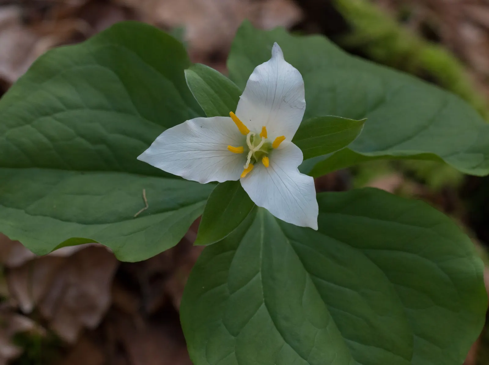 Western Trillium (Trillium Ovatum) — which bloom over a framework of three broad leaves; ideal for woodland gardens, it adds a touch of spring elegance and