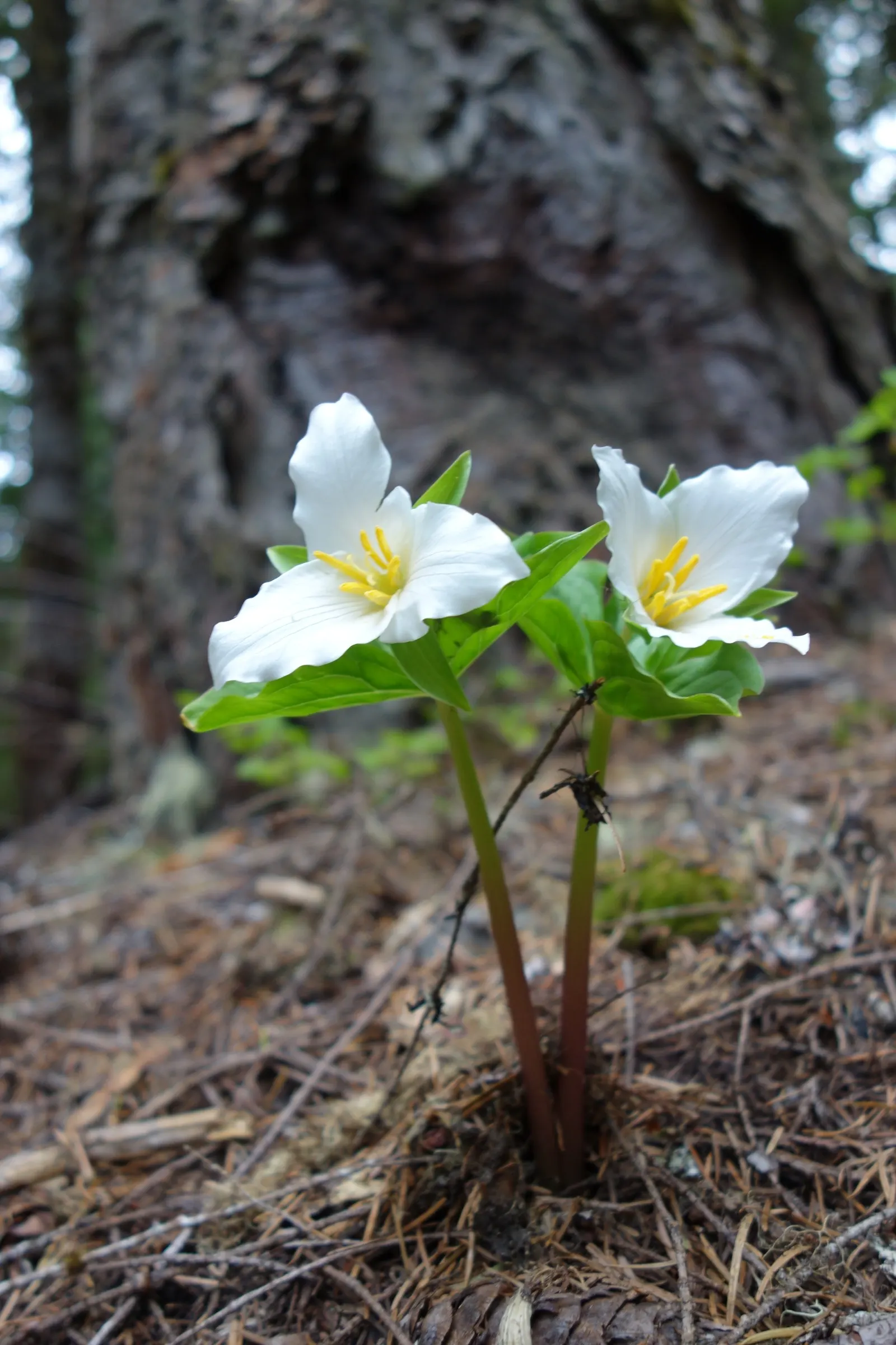 Western Trillium (Trillium Ovatum) — it is renowned for its three-petaled white flowers; white flowers in the garden