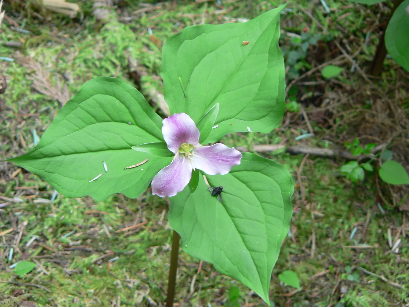 Western Trillium (Trillium Ovatum) — contributing to an evolving garden landscape; to emerge again in the spring