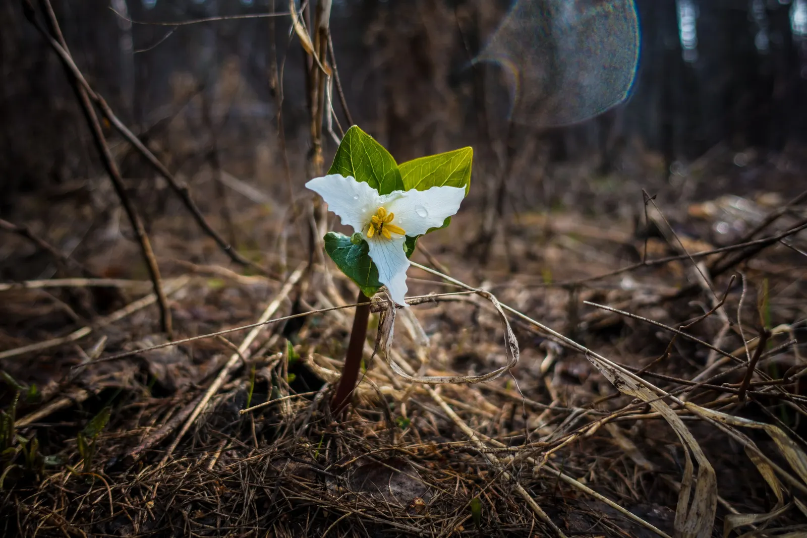 Western Trillium (Trillium Ovatum) — It flaunts three-petaled white blossoms that gradually turn pink, nestled atop a trio of broad, green leaves