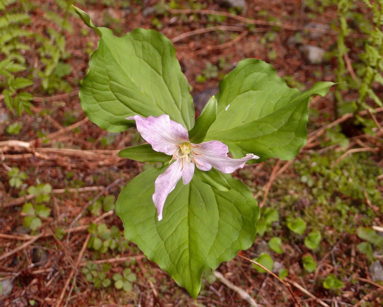 Western Trillium (Trillium Ovatum) — The Trillium ovatum, commonly known as the Wood Lily or California Wake Robin, is a perennial wildflower; well-drained