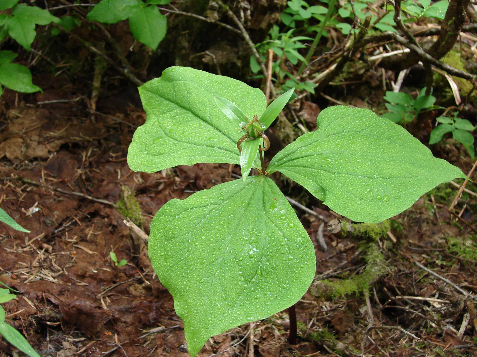 Western Trillium (Trillium Ovatum) — commonly known as the Wood Lily or California Wake Robin; a member of the Trillium family, image 68