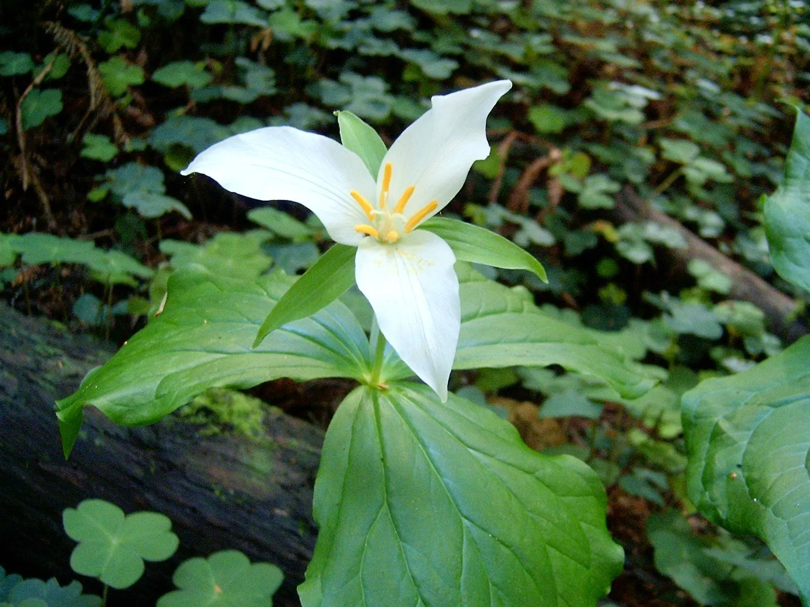Western Trillium (Trillium Ovatum) — This cycle makes it an excellent complement to spring bulbs and other early emerging perennials