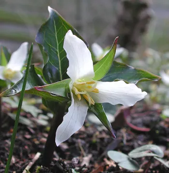 Western Trillium (Trillium Ovatum) — and well-drained soil with rich organic matter