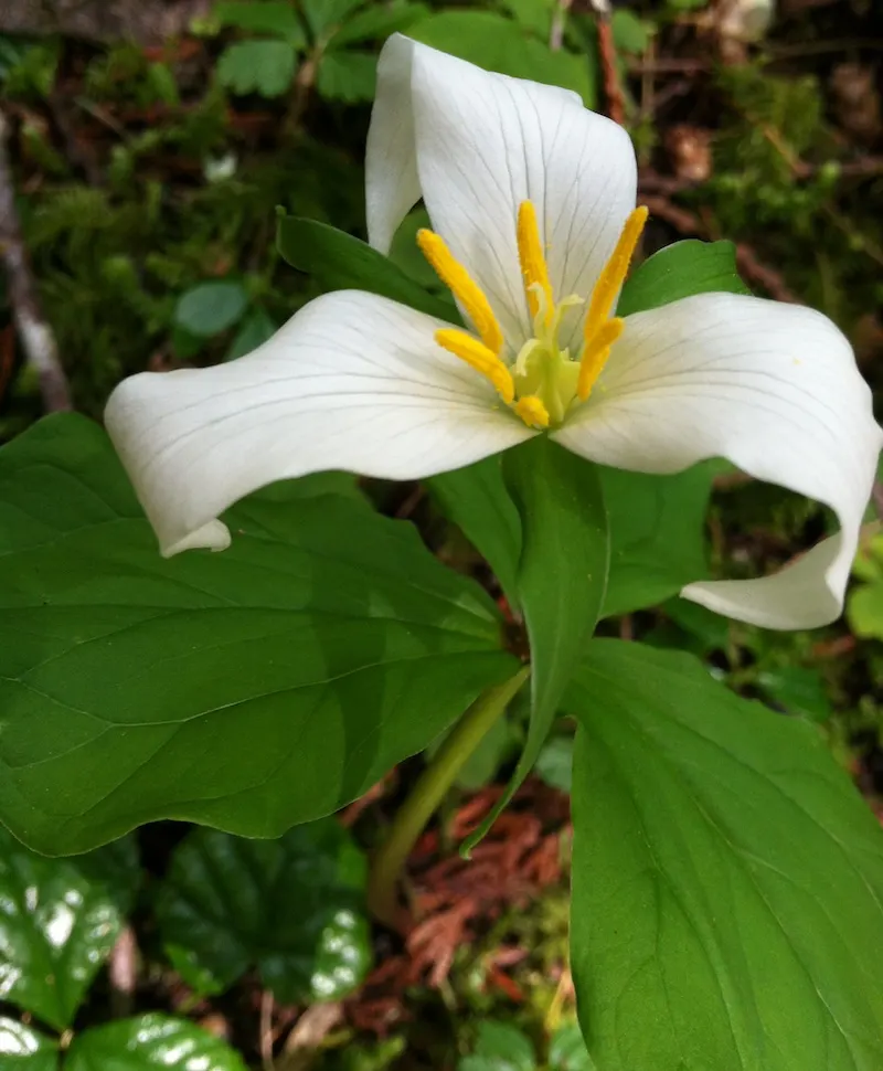 Western Trillium (Trillium Ovatum) — <br><br>The Wood Lily is a low-maintenance species that, once established, requires minimal care; making it suitable for