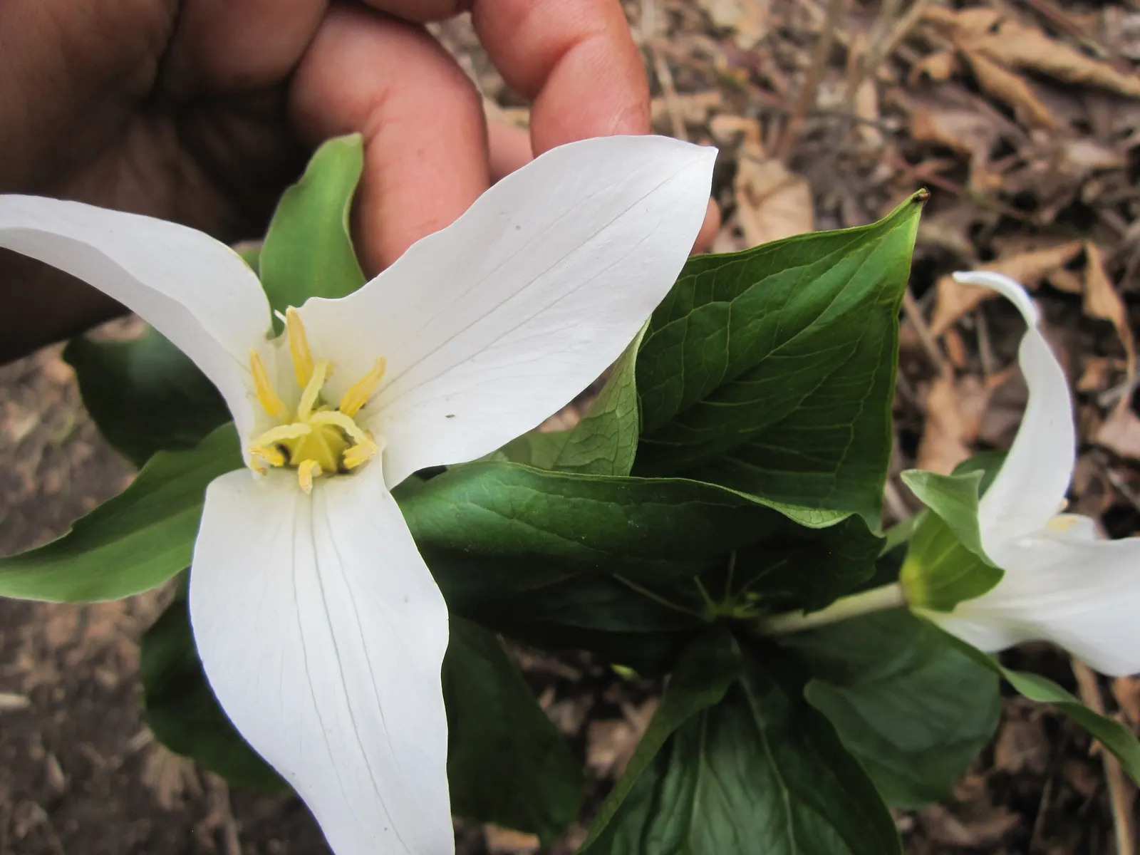 Western Trillium (Trillium Ovatum) — However, it is pivotal to ensure consistent soil moisture, especially in drier seasons