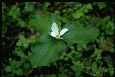 Western Trillium (Trillium Ovatum) — displaying an impressive spread of 2 to 3 inches; this plant typically attains a stature of 12 to 18 inches in height