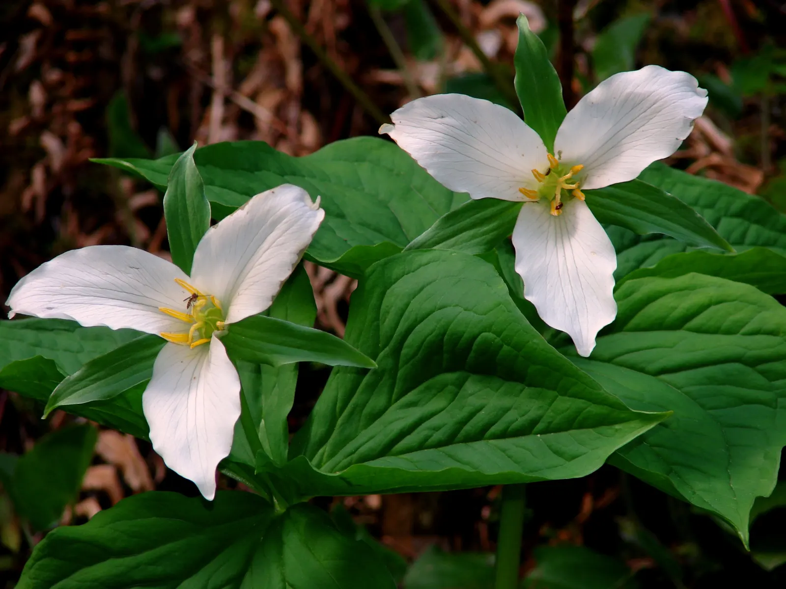 Western Trillium (Trillium Ovatum) — bulb / perennial for half or shade; an added benefit in areas where deer browse is a concern