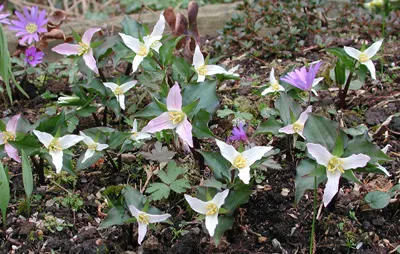 Western Trillium (Trillium Ovatum) — which bloom over a framework of three broad leaves
