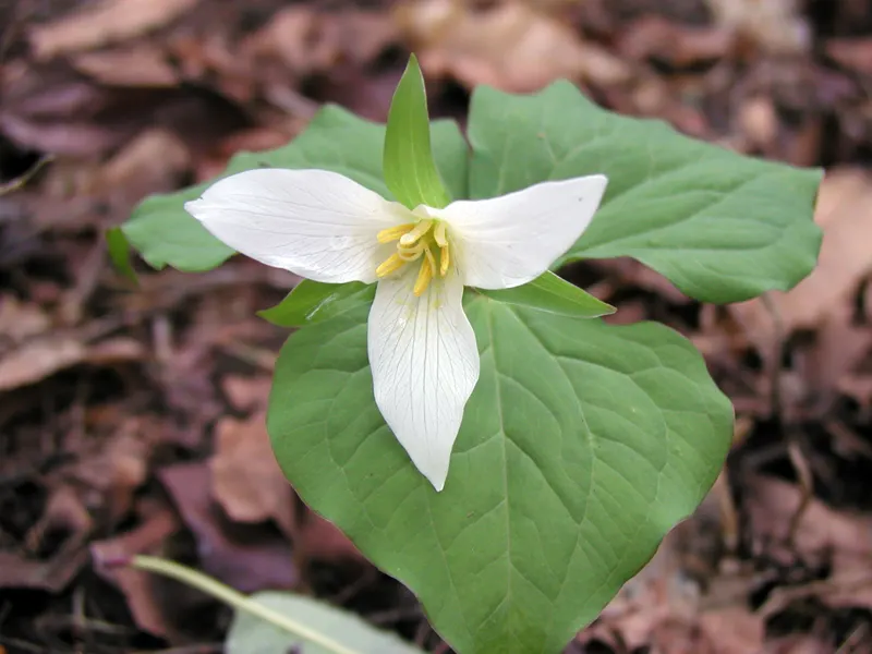Western Trillium (Trillium Ovatum) — Ideal for woodland gardens, it adds a touch of spring elegance and naturalizes well in USDA zones 5-9; the Trillium