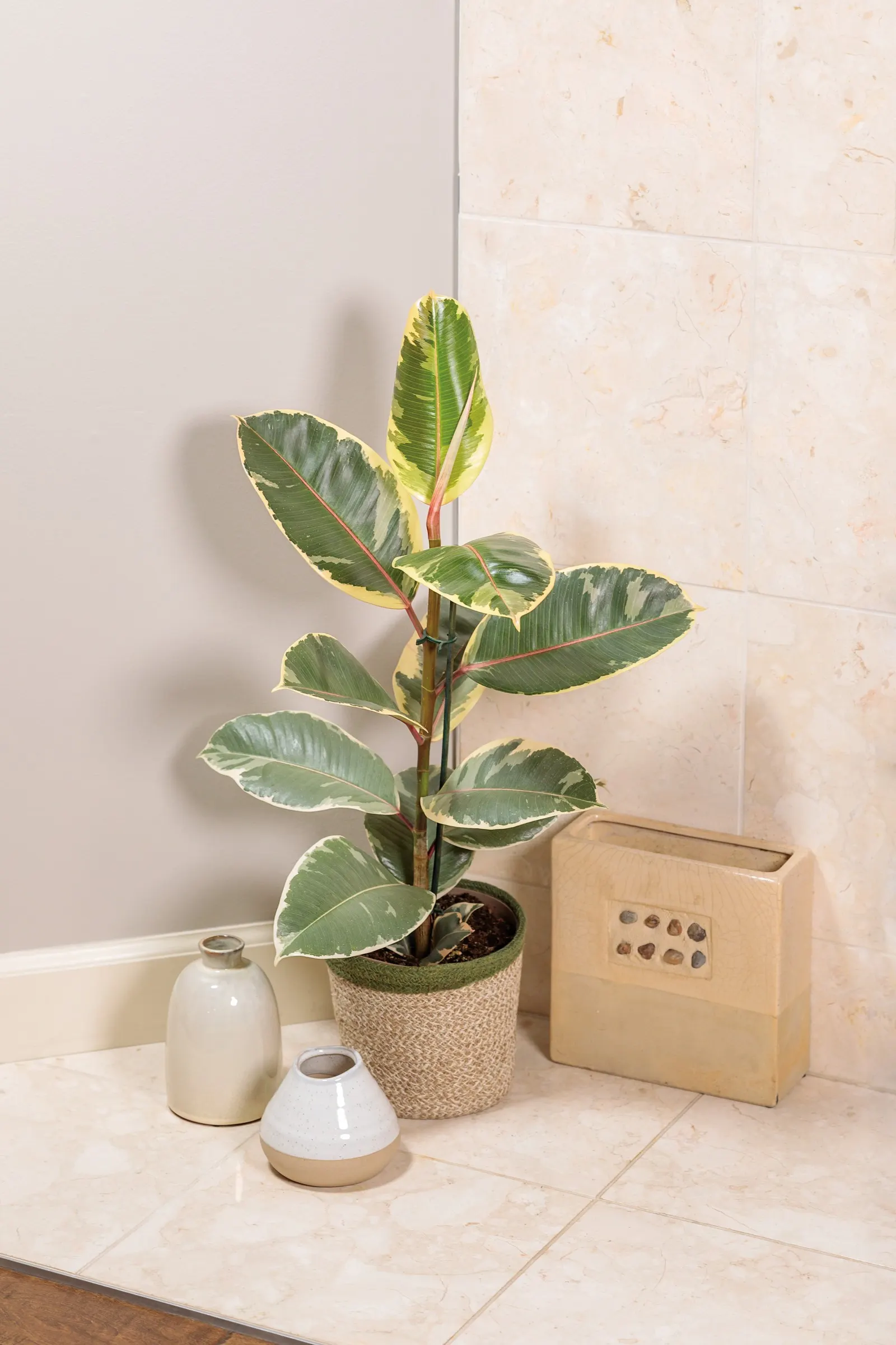 Tineke Rubber Plant (Ficus elastica) — is an upright houseplant with glossy ovate leaves marbled in green