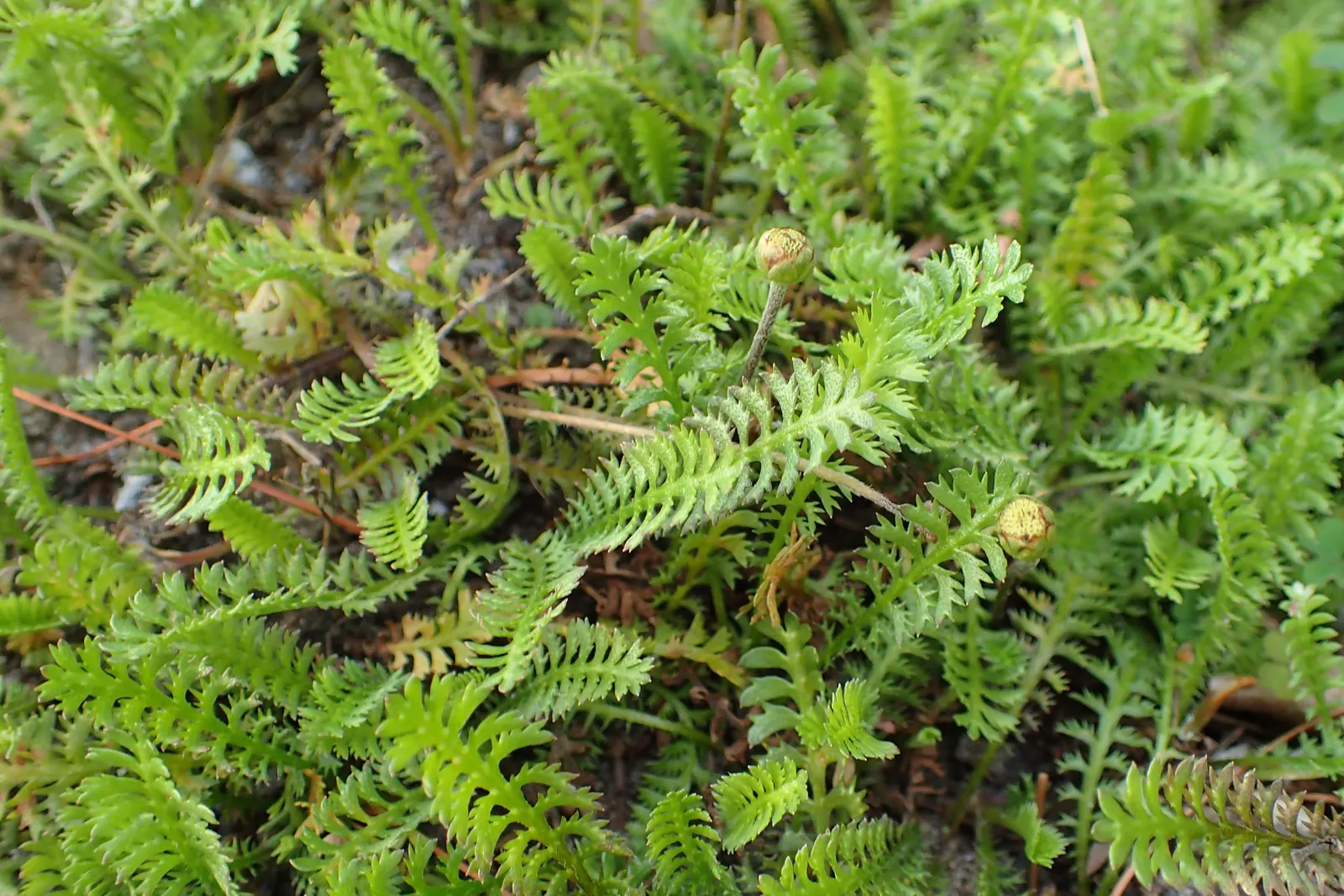 Brass Buttons (Leptinella Squalida) — Leptinella squalida is perfect for filling gaps with its intricate texture and can tolerate some foot traffic