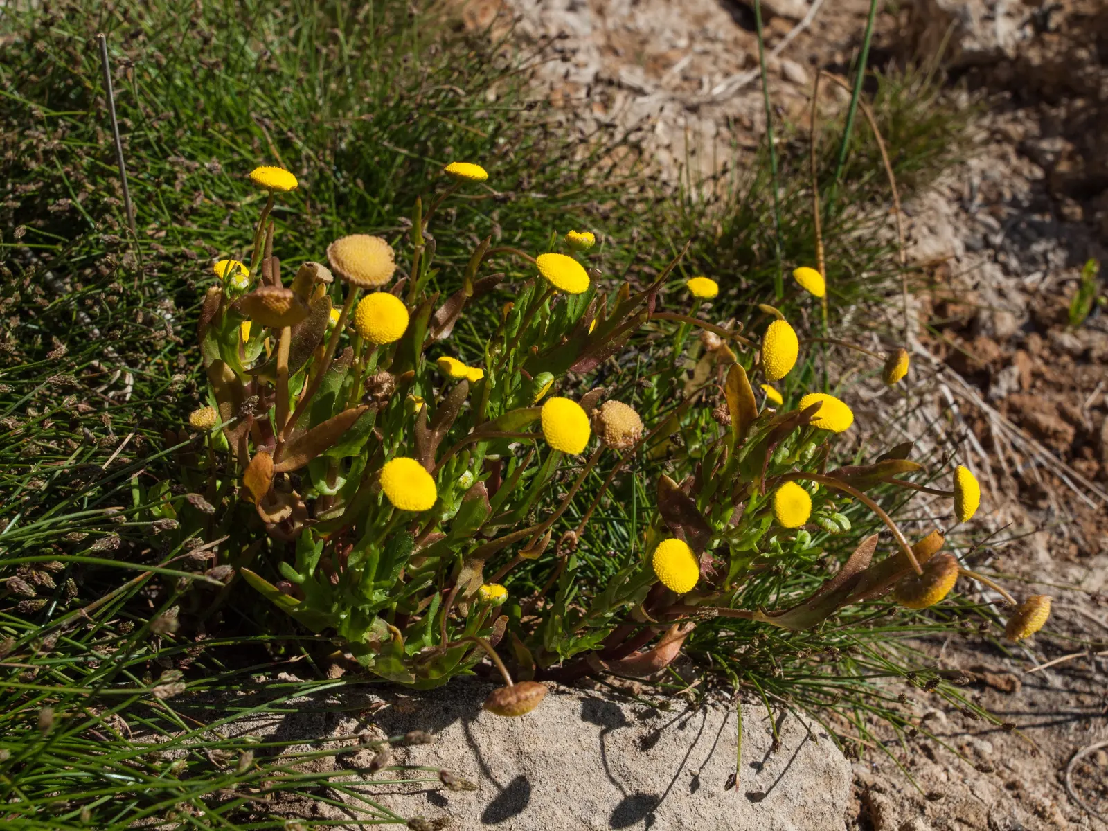Brass Buttons (Leptinella Squalida) — fern-like foliage and petite