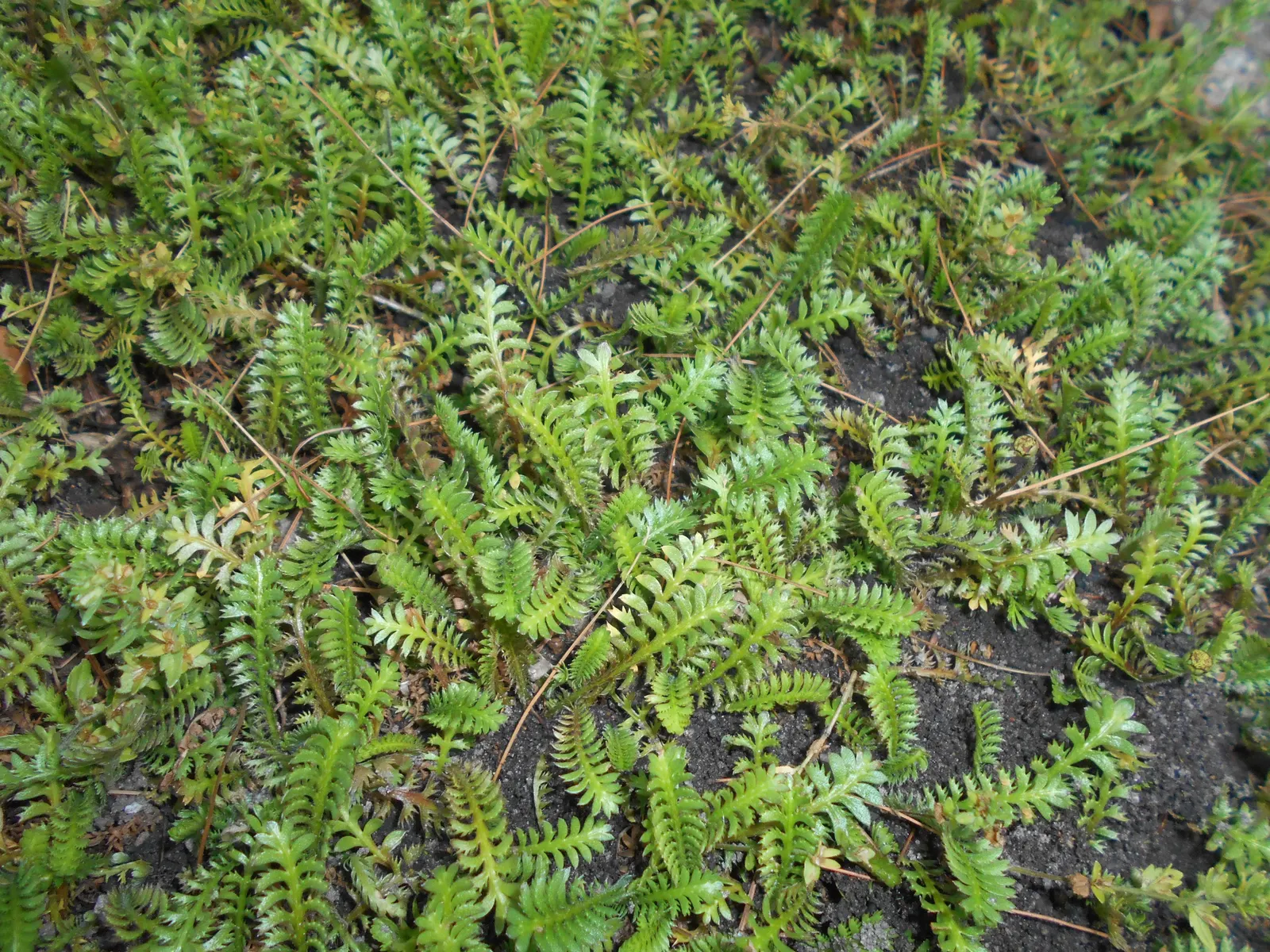 Brass Buttons (Leptinella Squalida) — Preferring partial shade to full sun