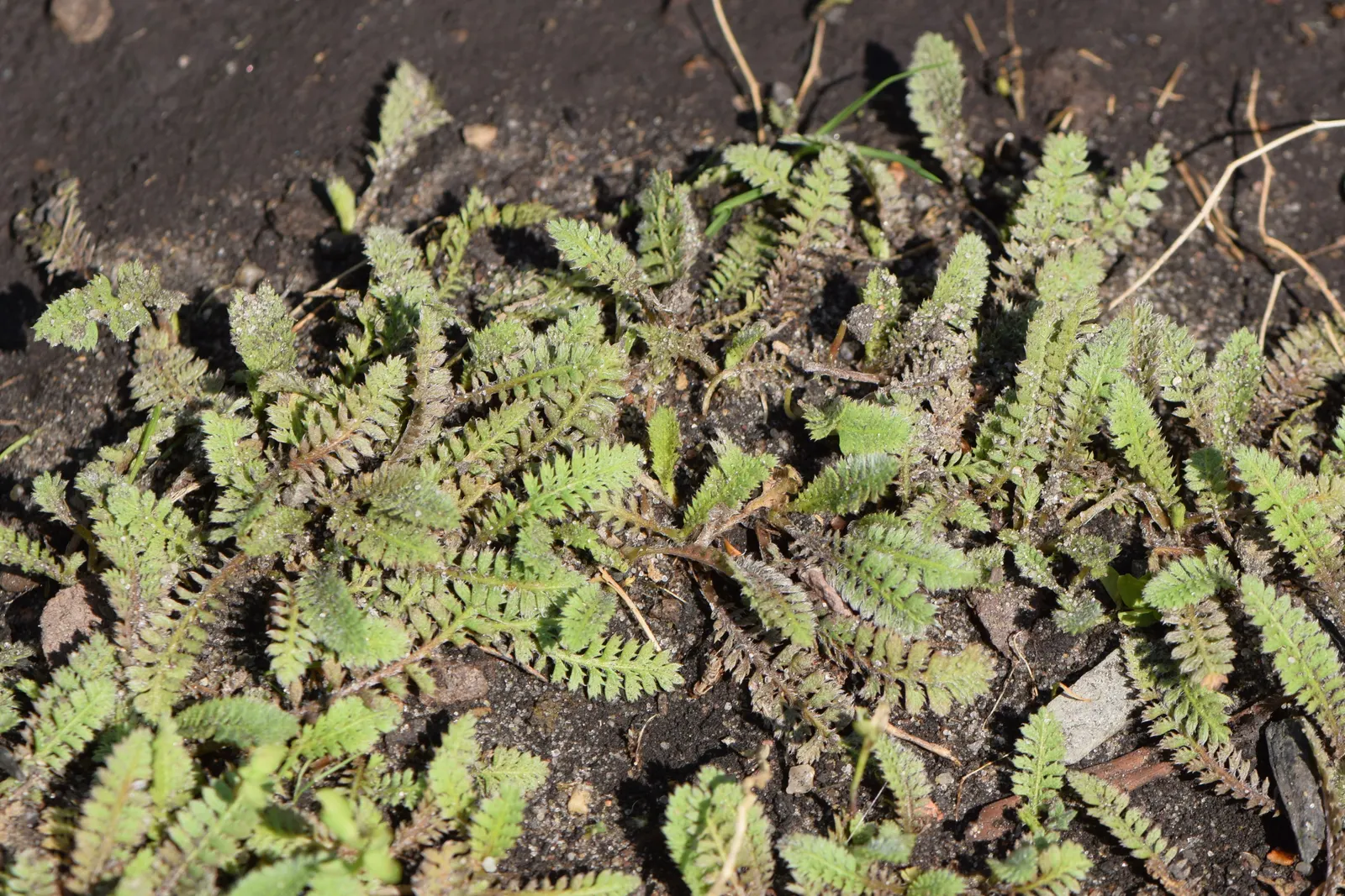 Brass Buttons (Leptinella Squalida) — button-shaped yellow-green flowers