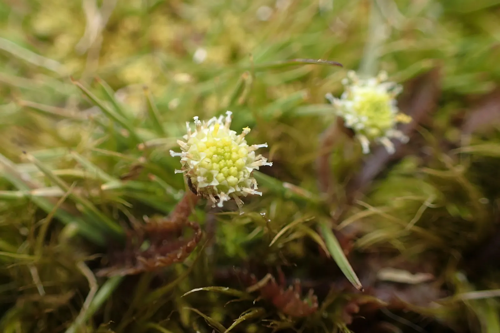 Brass Buttons (Leptinella Squalida) — making it ideal for pathways and patios