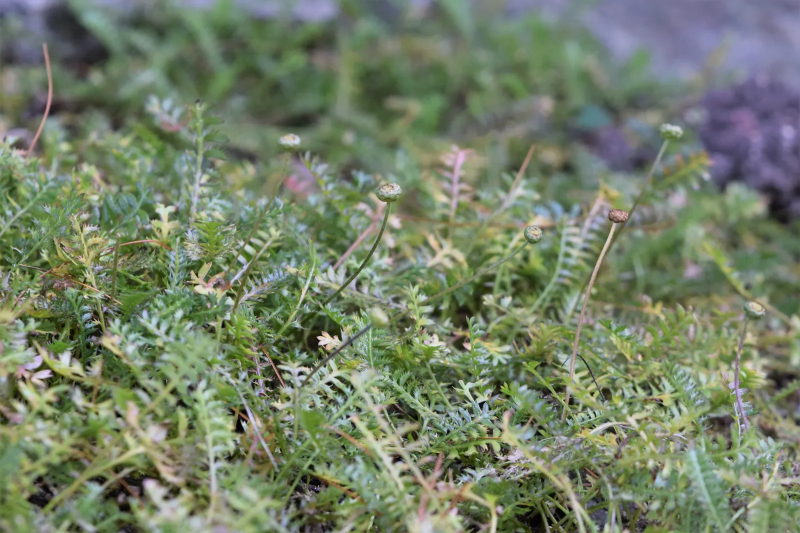 Brass Buttons (Leptinella Squalida) — commonly known as Brass Buttons