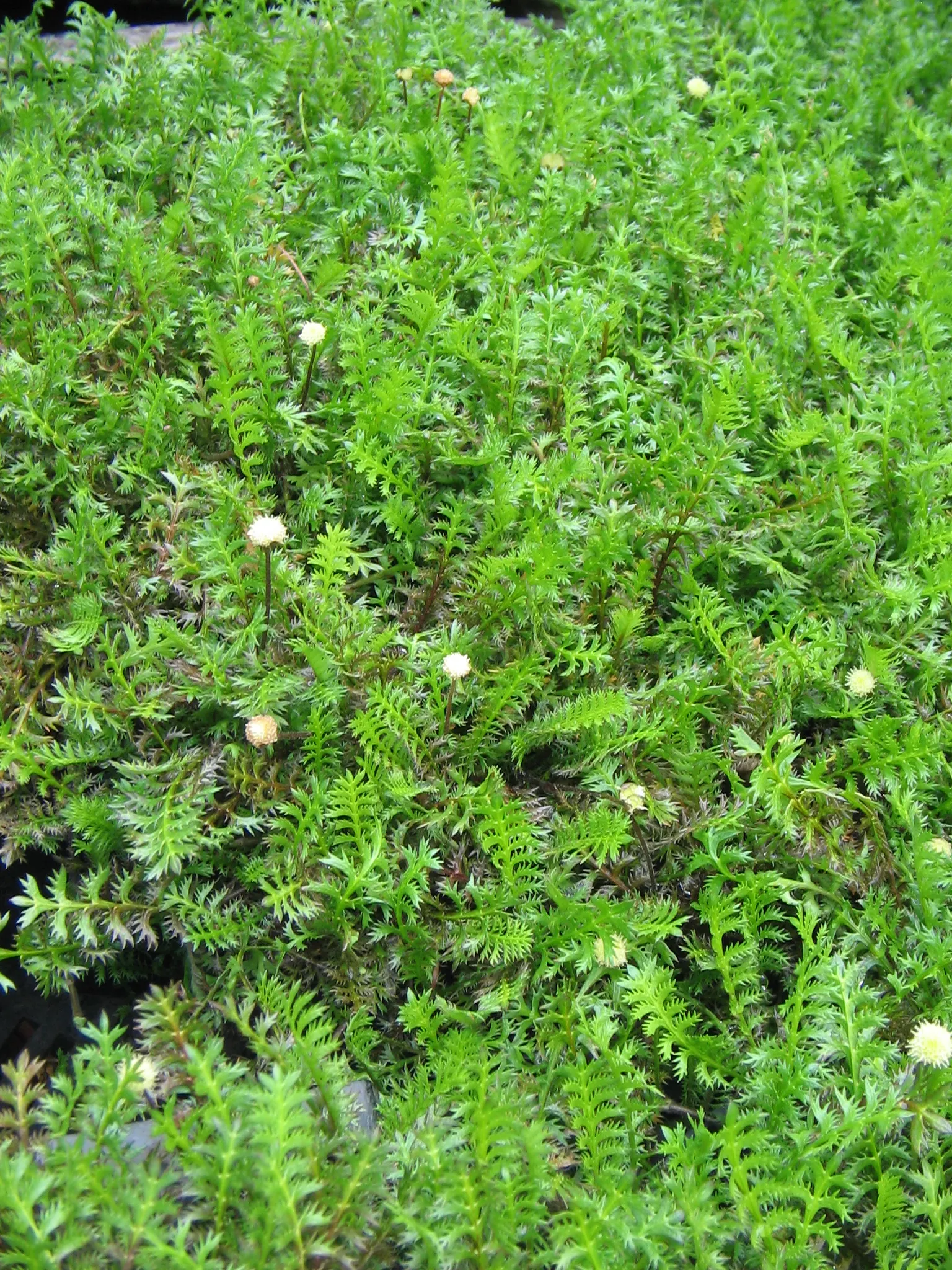 Brass Buttons (Leptinella Squalida) — button-like yellow flowers