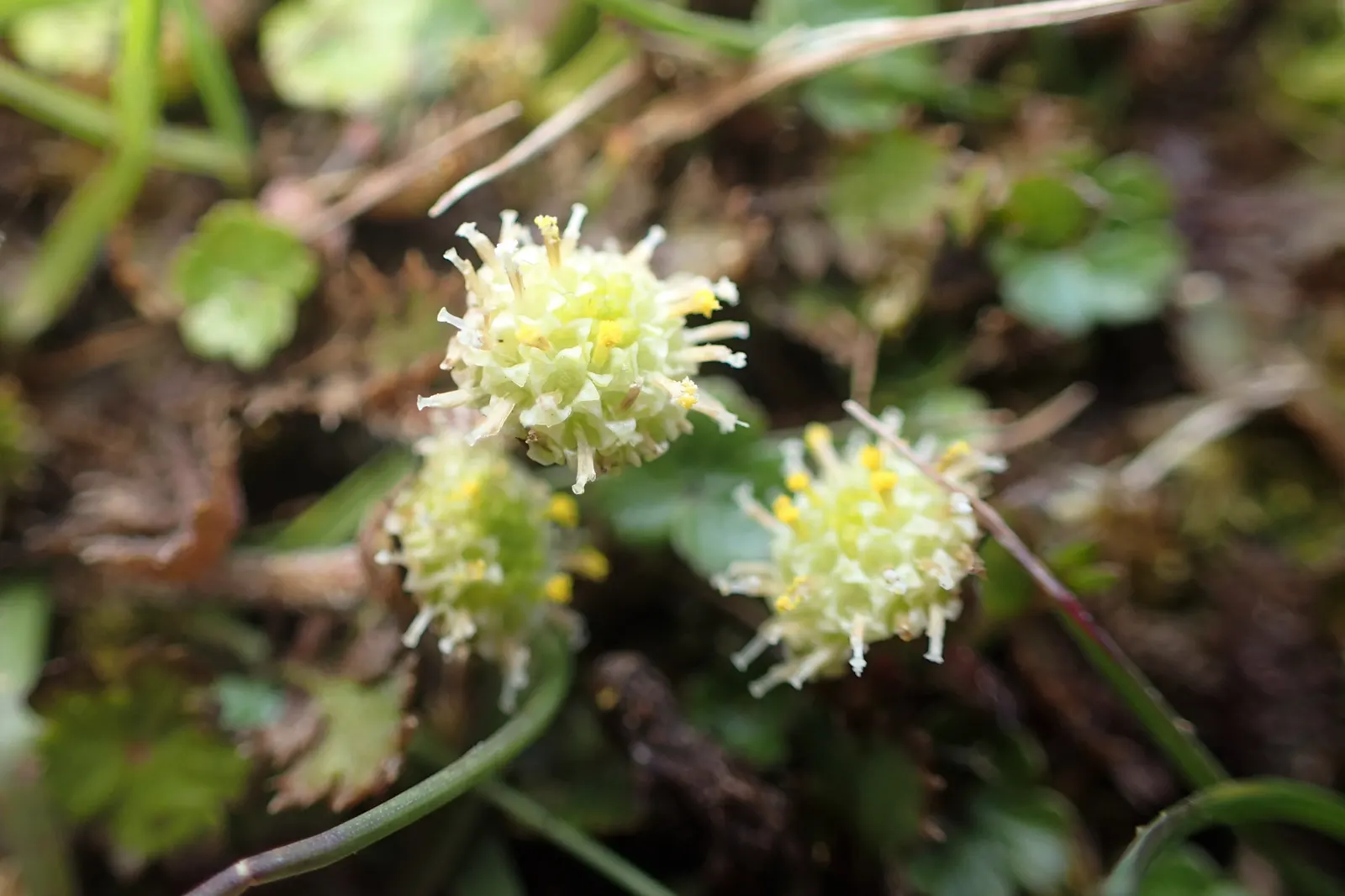 Brass Buttons (Leptinella Squalida) — However, it can tolerate a range of soil conditions, from sandy to loamy