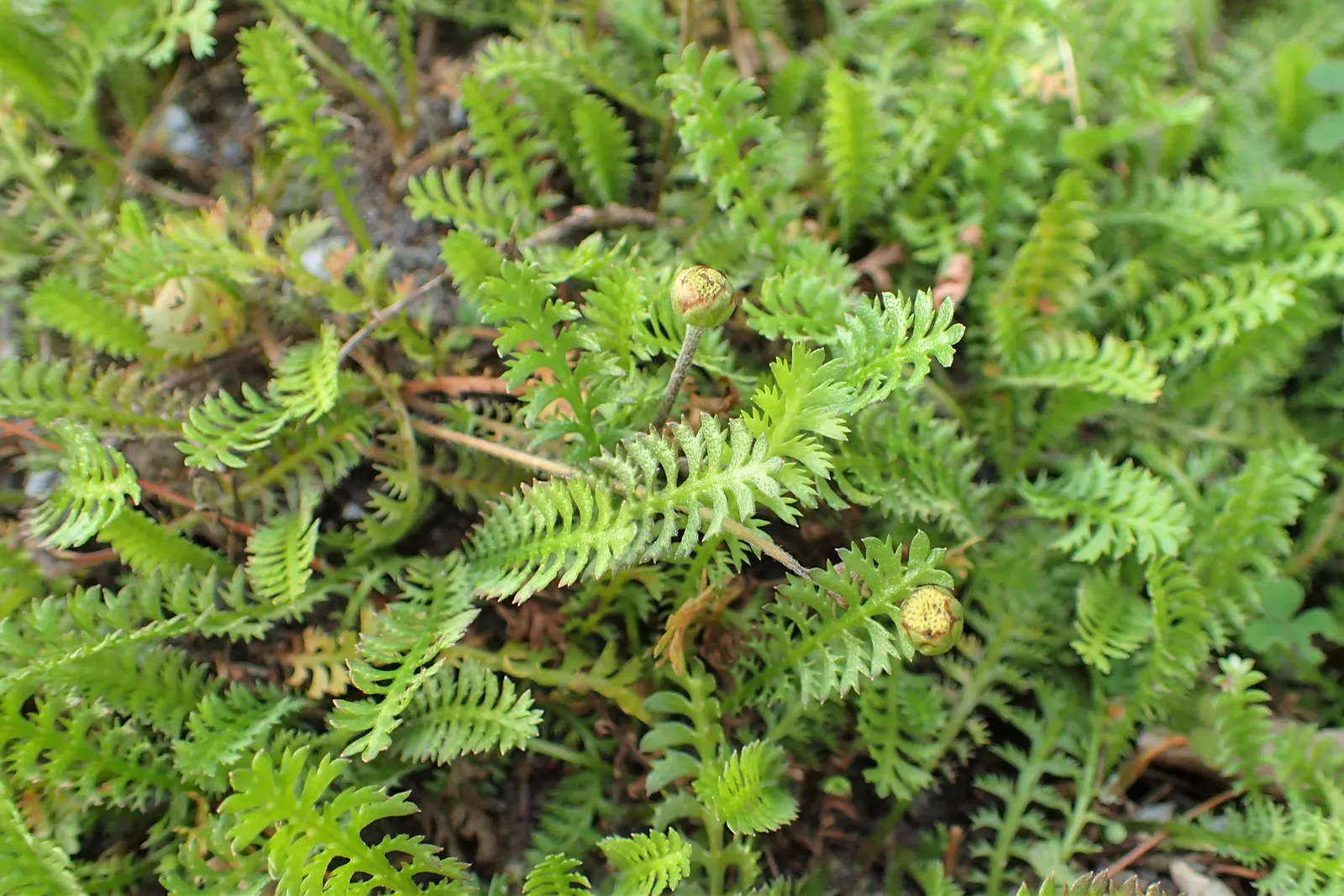 Brass Buttons (Leptinella Squalida) — The foliage typically spans a width of up to 12 inches