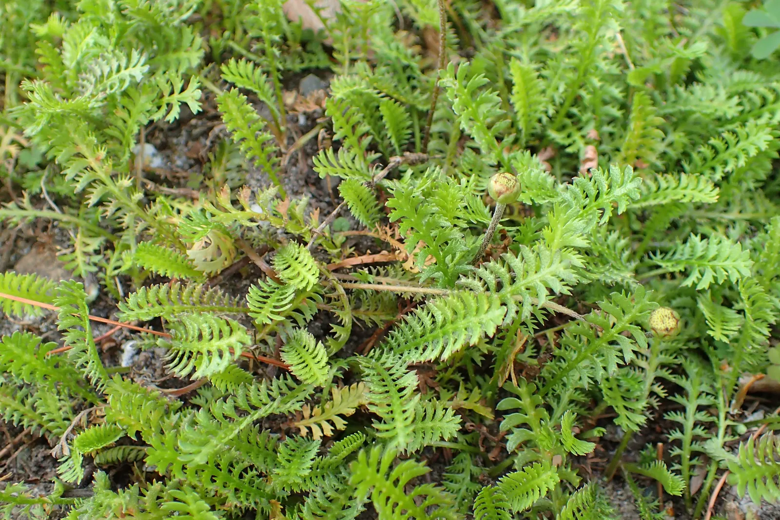 Brass Buttons (Leptinella Squalida) — Brass Buttons prefers full sun to partial shade and thrives in moist