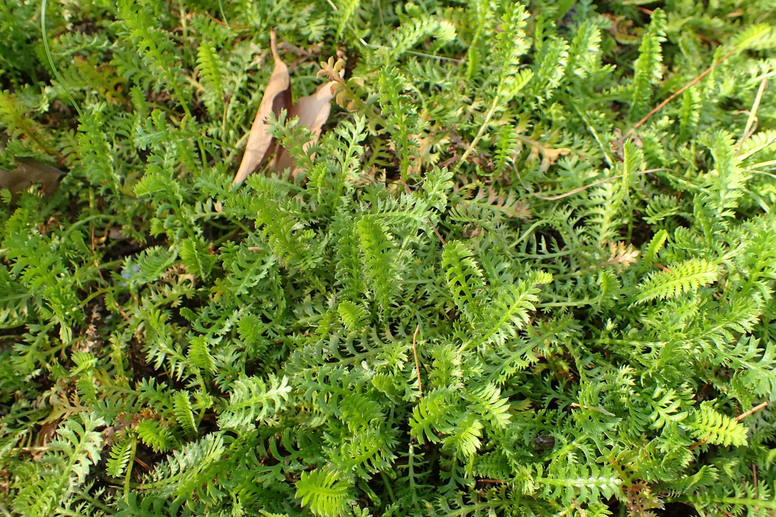 Brass Buttons (Leptinella Squalida) — is an intriguing perennial ground cover that gardeners often select for its unique