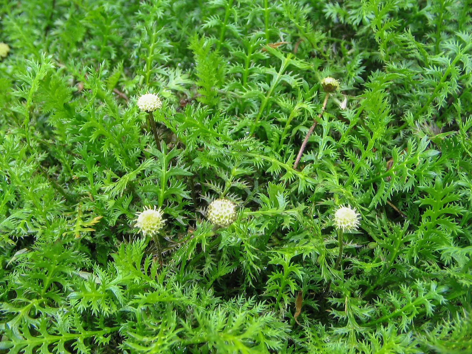 Brass Buttons (Leptinella Squalida) — Thriving in USDA zones 4-9, it grows to a diminutive 2 inches in height and spreads up to 12 inches