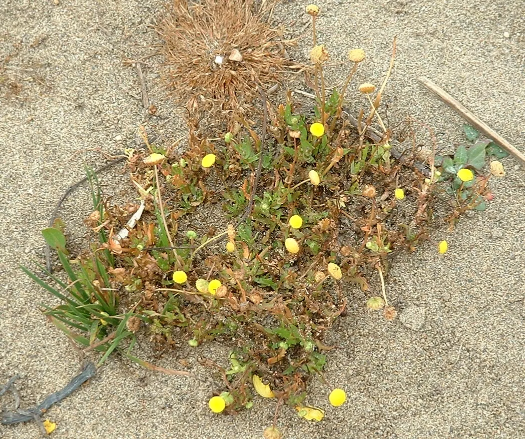 Brass Buttons (Leptinella Squalida) — is a perennial ground cover with feathery