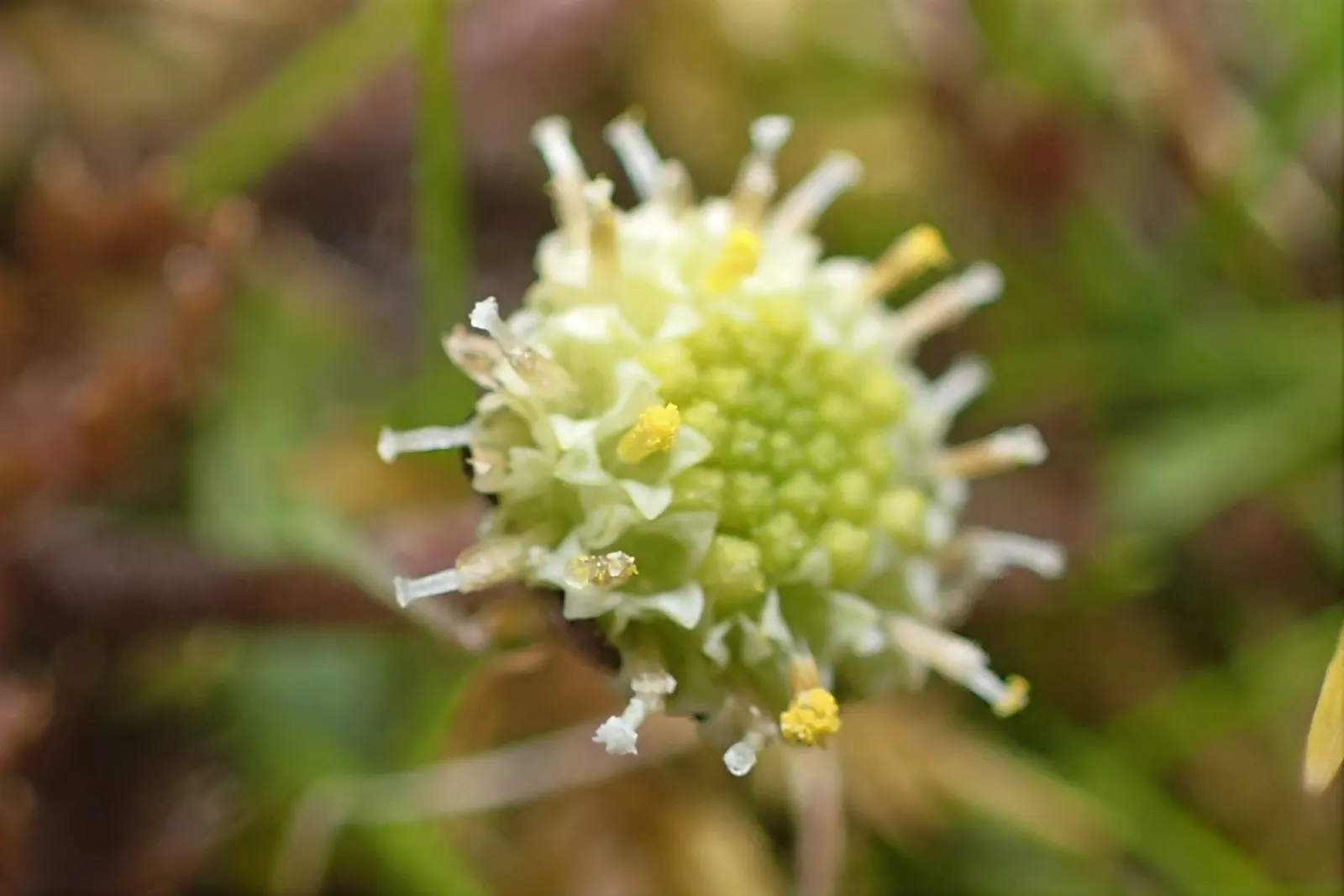 Brass Buttons (Leptinella Squalida) — Its feathery leaves spread quickly, creating a dense mat that reaches approximately 2 to 4 inches in height