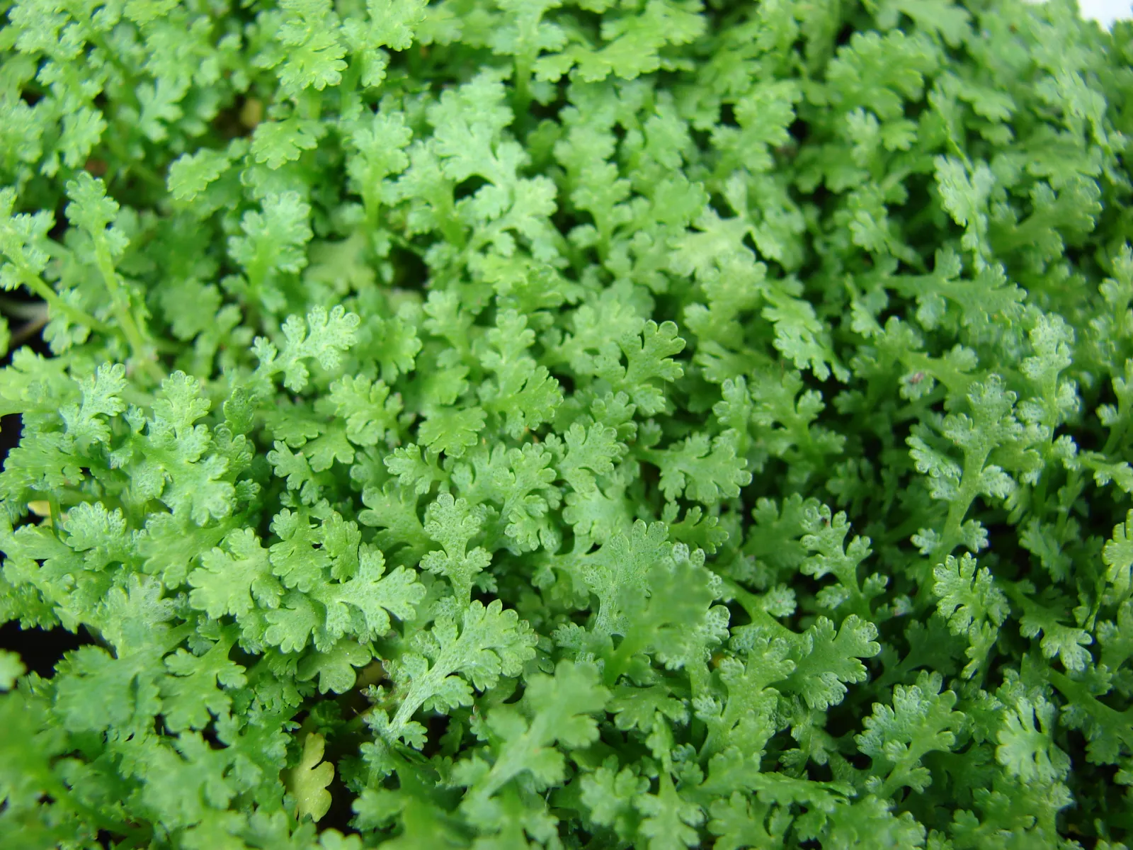 Brass Buttons (Leptinella Squalida) — fern-like foliage and miniature