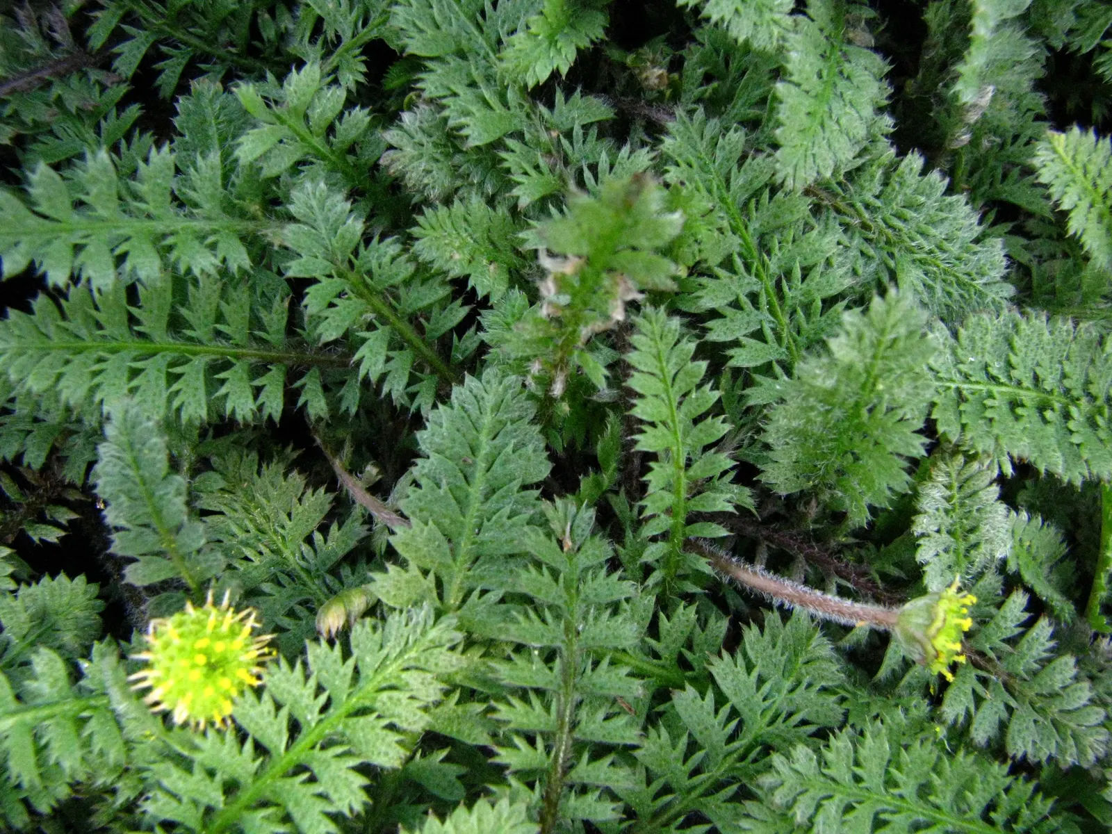 Brass Buttons (Leptinella Squalida) — Brass Buttons is relatively carefree
