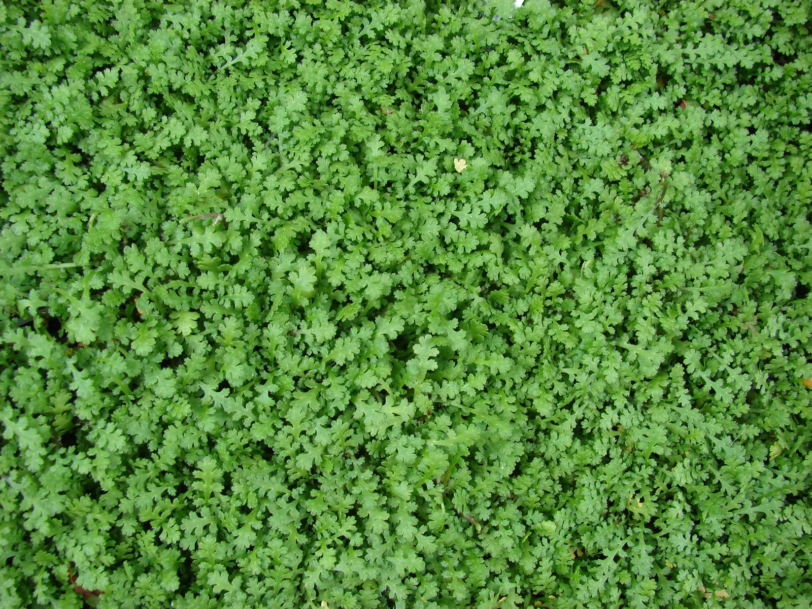 Brass Buttons (Leptinella Squalida) — This plant hails from New Zealand and is a member of the Asteraceae family