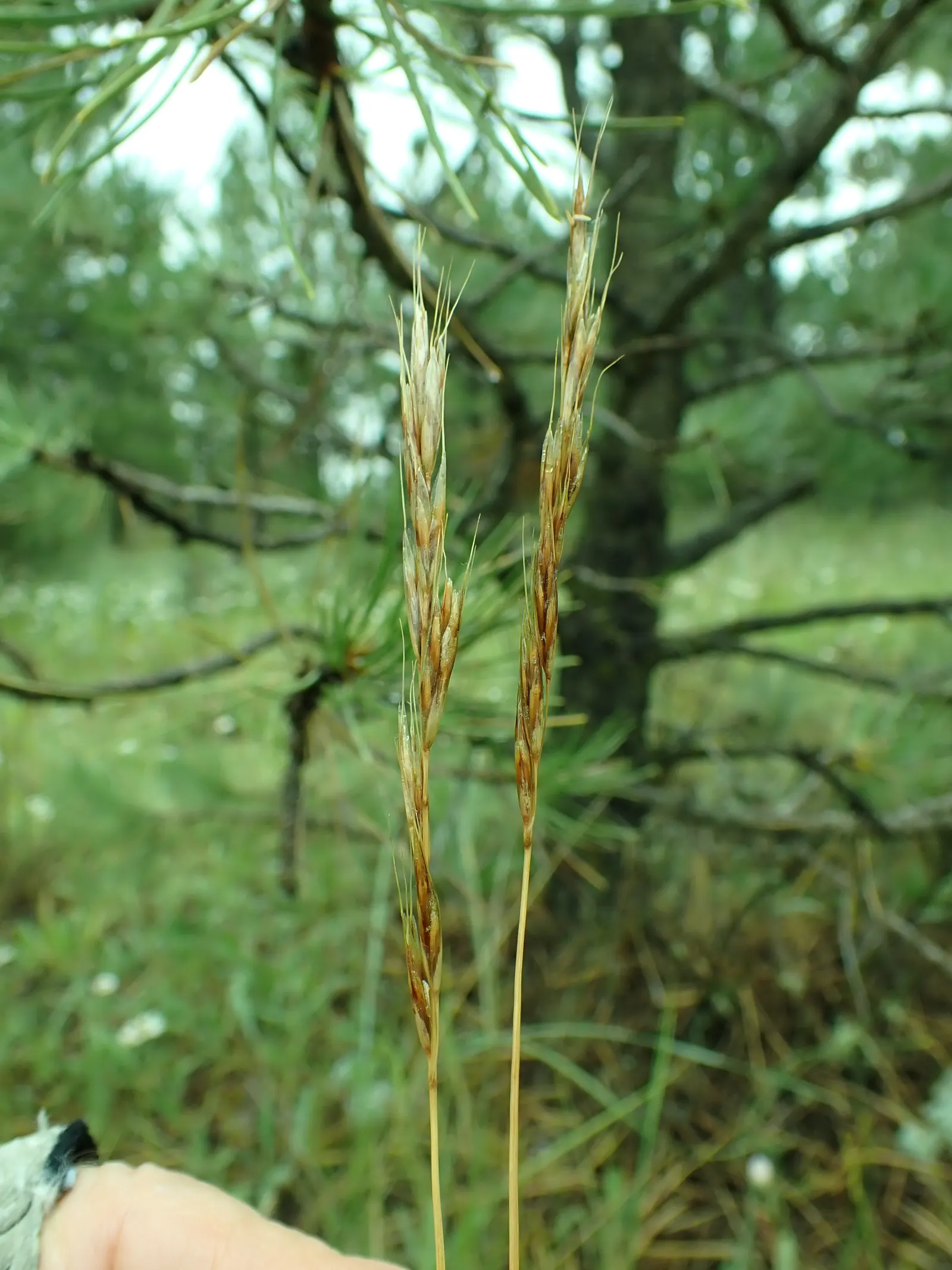 Idaho Fescue (Festuca Idahoensis) — Idaho Fescue (Festuca idahoensis), a durable and low-maintenance grass, thrives in USDA zones 4-8; requires well-drained
