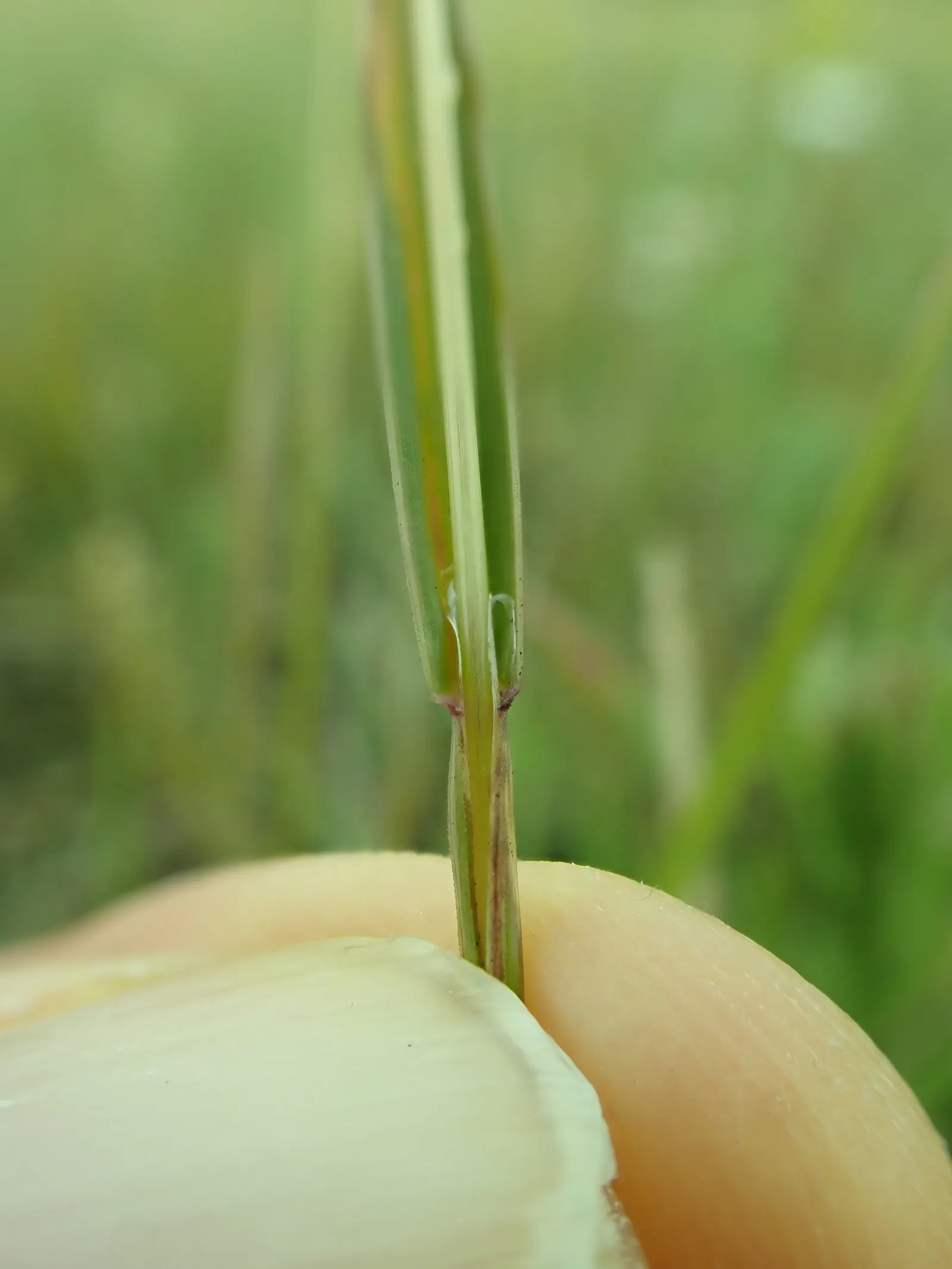 Idaho Fescue (Festuca Idahoensis) — Idaho Fescue thrives in USDA Hardiness Zones 4 through 8