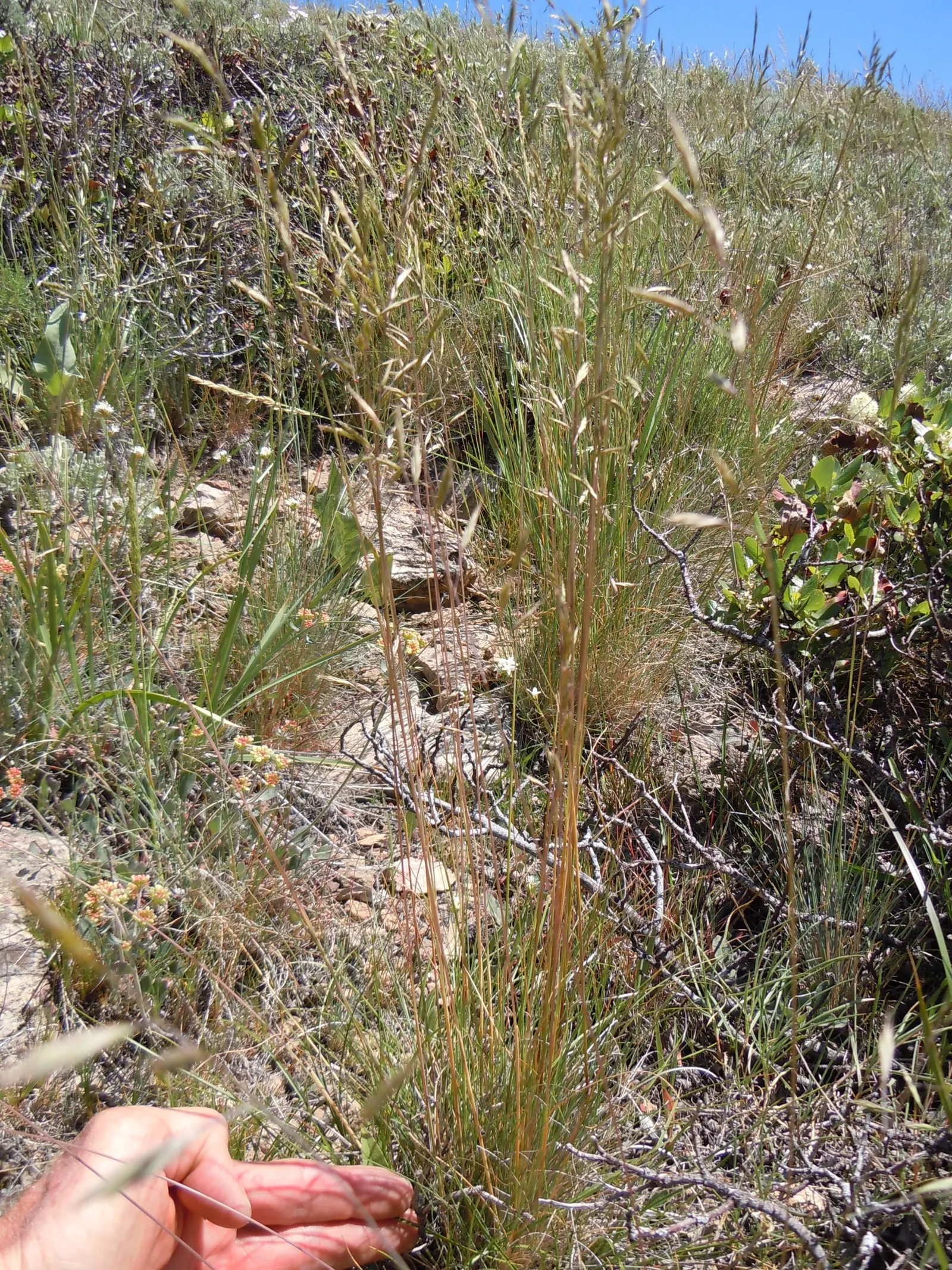 Idaho Fescue (Festuca Idahoensis) — harmonizing with wildflowers and native shrubs in naturalistic or modern landscapes; with a slightly wider spread