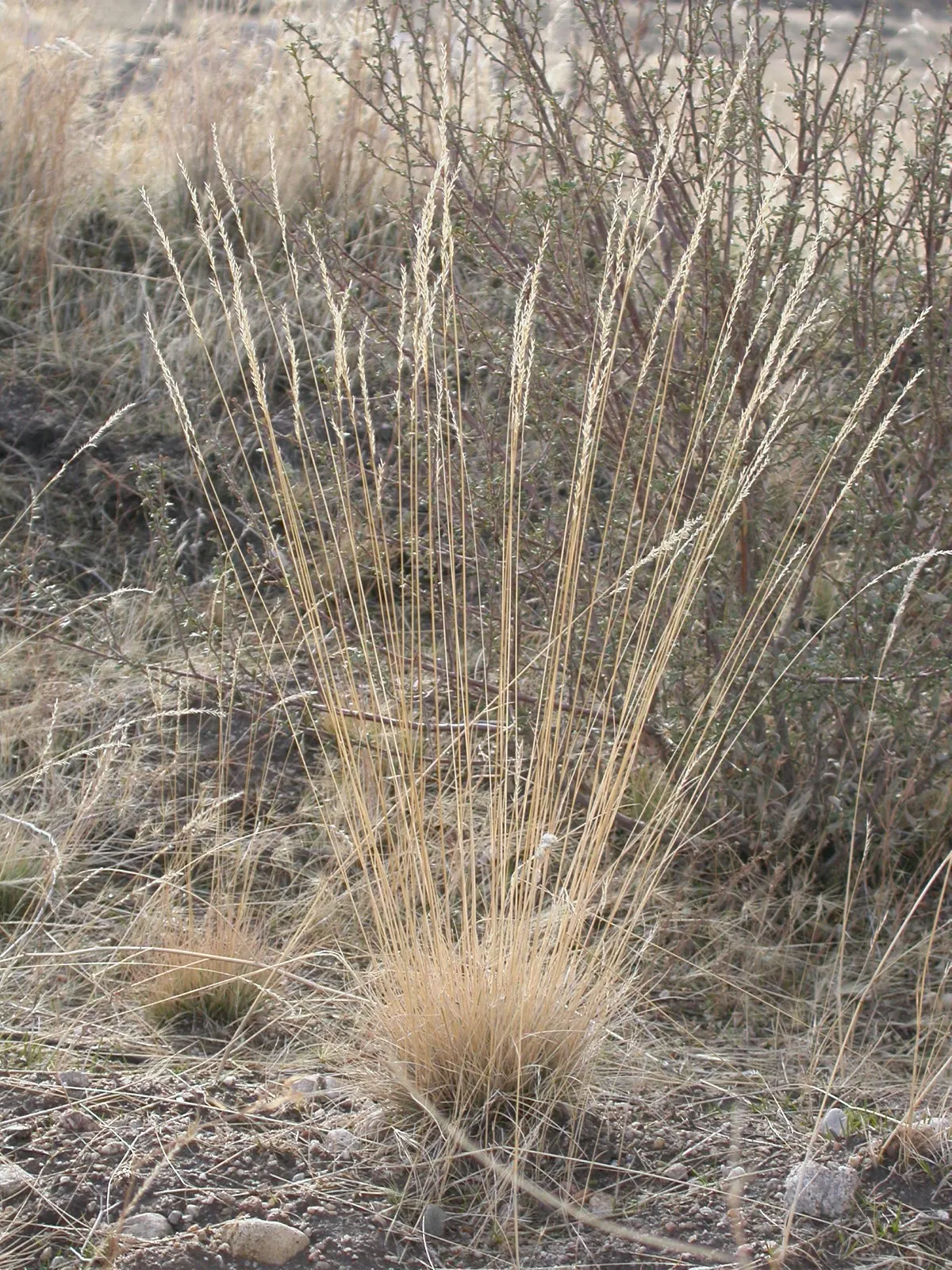 Idaho Fescue (Festuca Idahoensis) — Its fine texture offers a pleasing contrast with the broader-leaved plants; requiring at least 18 inches between plants to