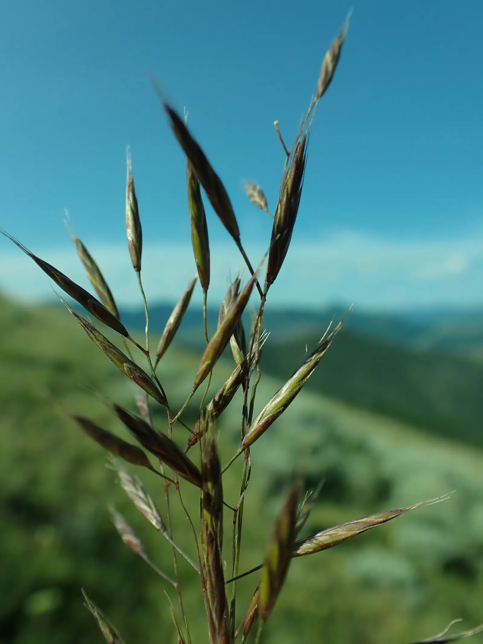 Idaho Fescue (Festuca Idahoensis) — harmonizing with wildflowers and native shrubs in naturalistic or modern landscapes