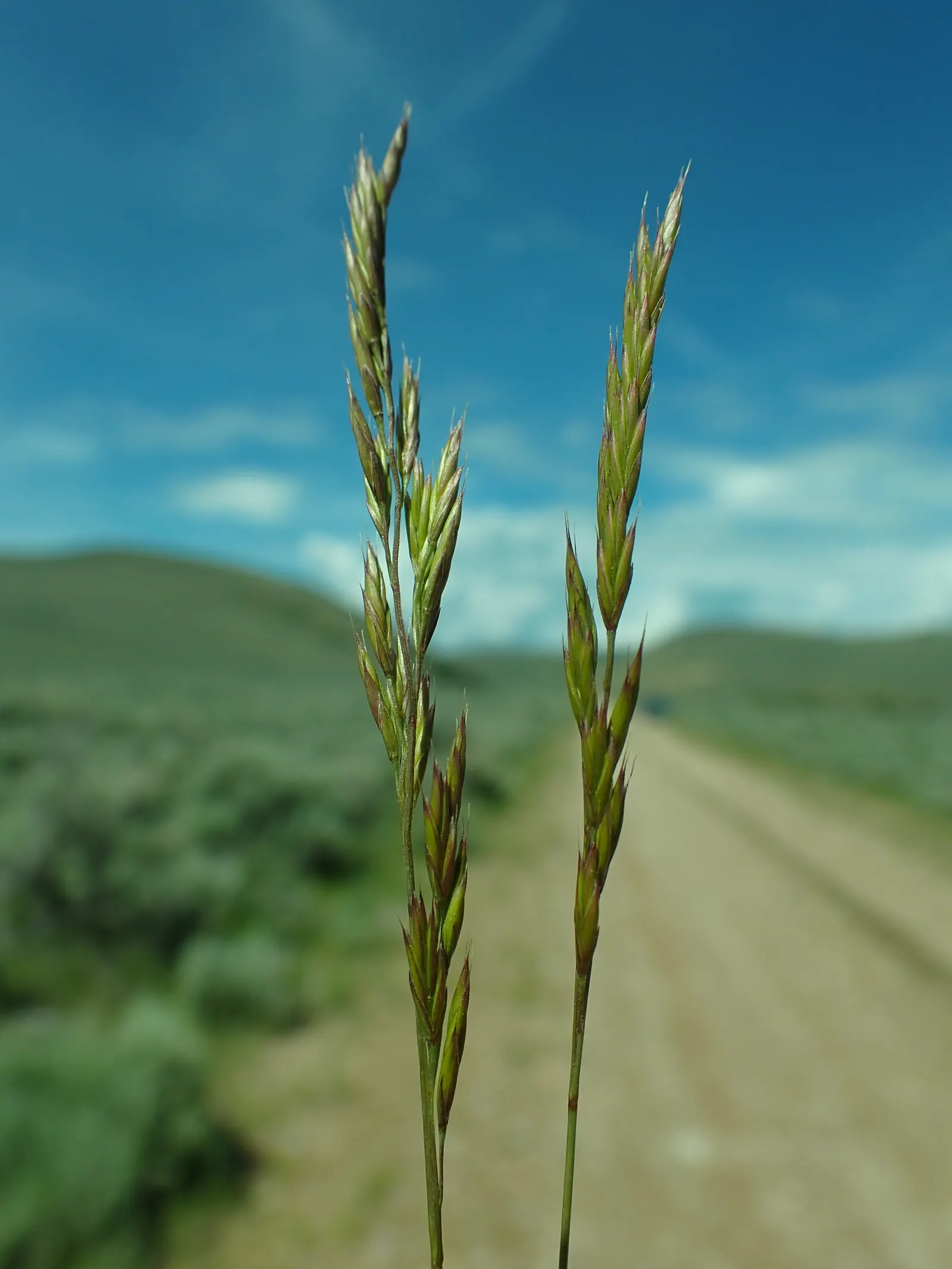 Idaho Fescue (Festuca Idahoensis) — it performs optimally with full sun exposure but can endure partial shade; making it a sterling choice for a wide range of